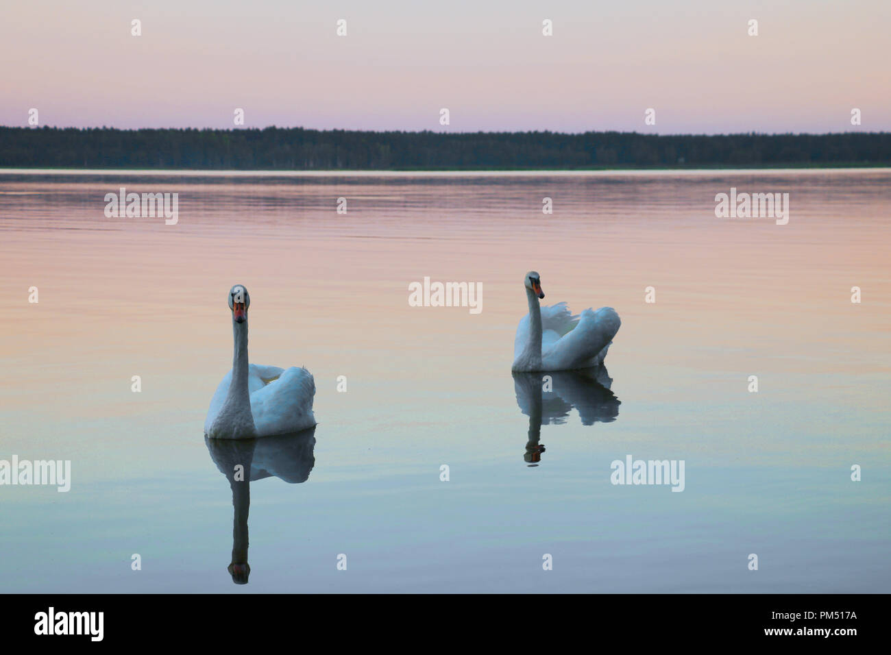 Bellissimi cigni nuotano nel lago durante il tramonto, spazio libero. Foto Stock