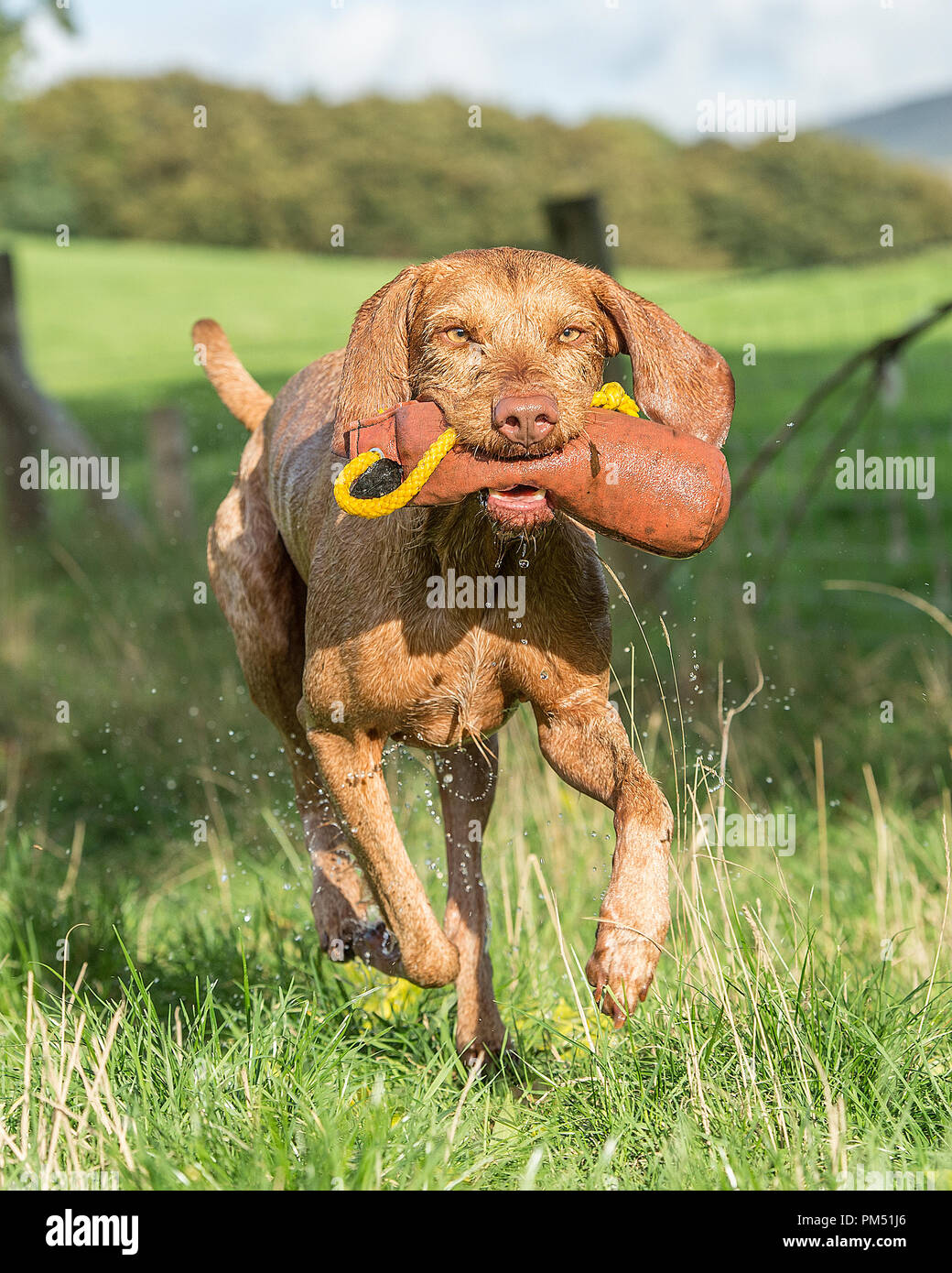 Ungherese Vizsla wirehaired formazione Foto Stock