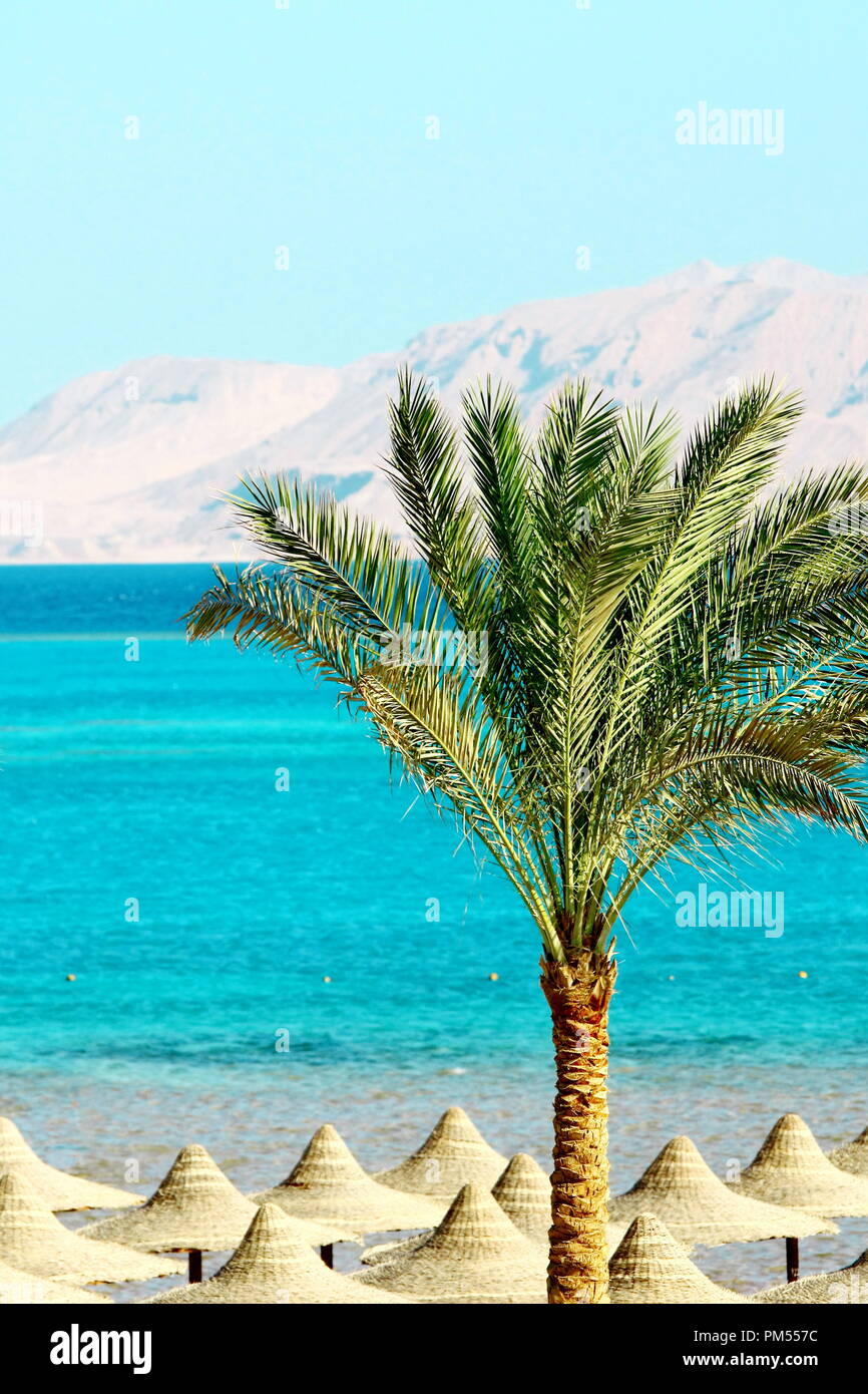 Ombrelloni, Palm Tree, delle montagne e del mare rosso Foto Stock
