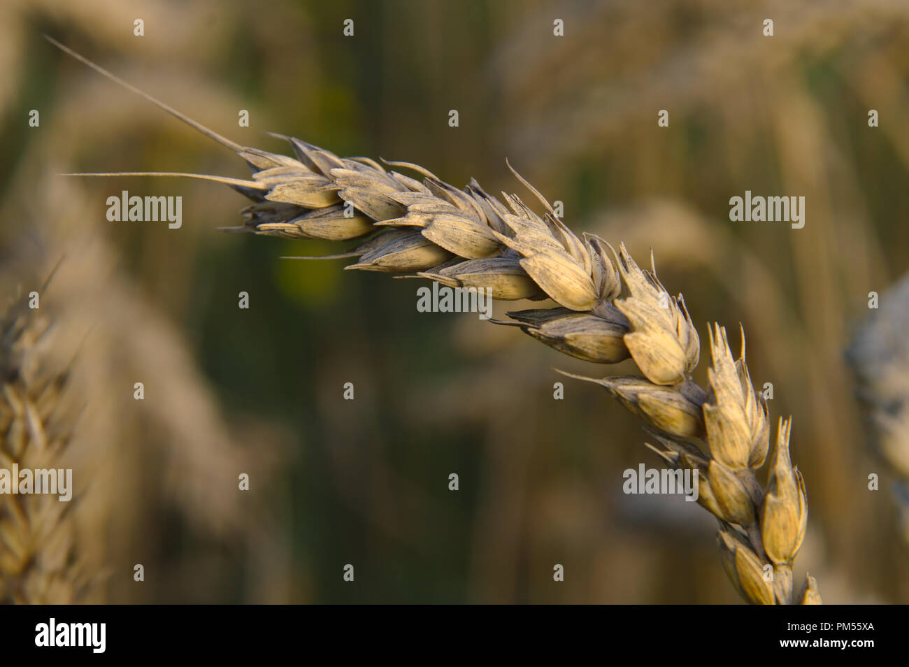 Le colture sono pronto a raccogliere al più presto quando il loro capo si inclina verso il basso e il colore diventa dorato. Foto Stock