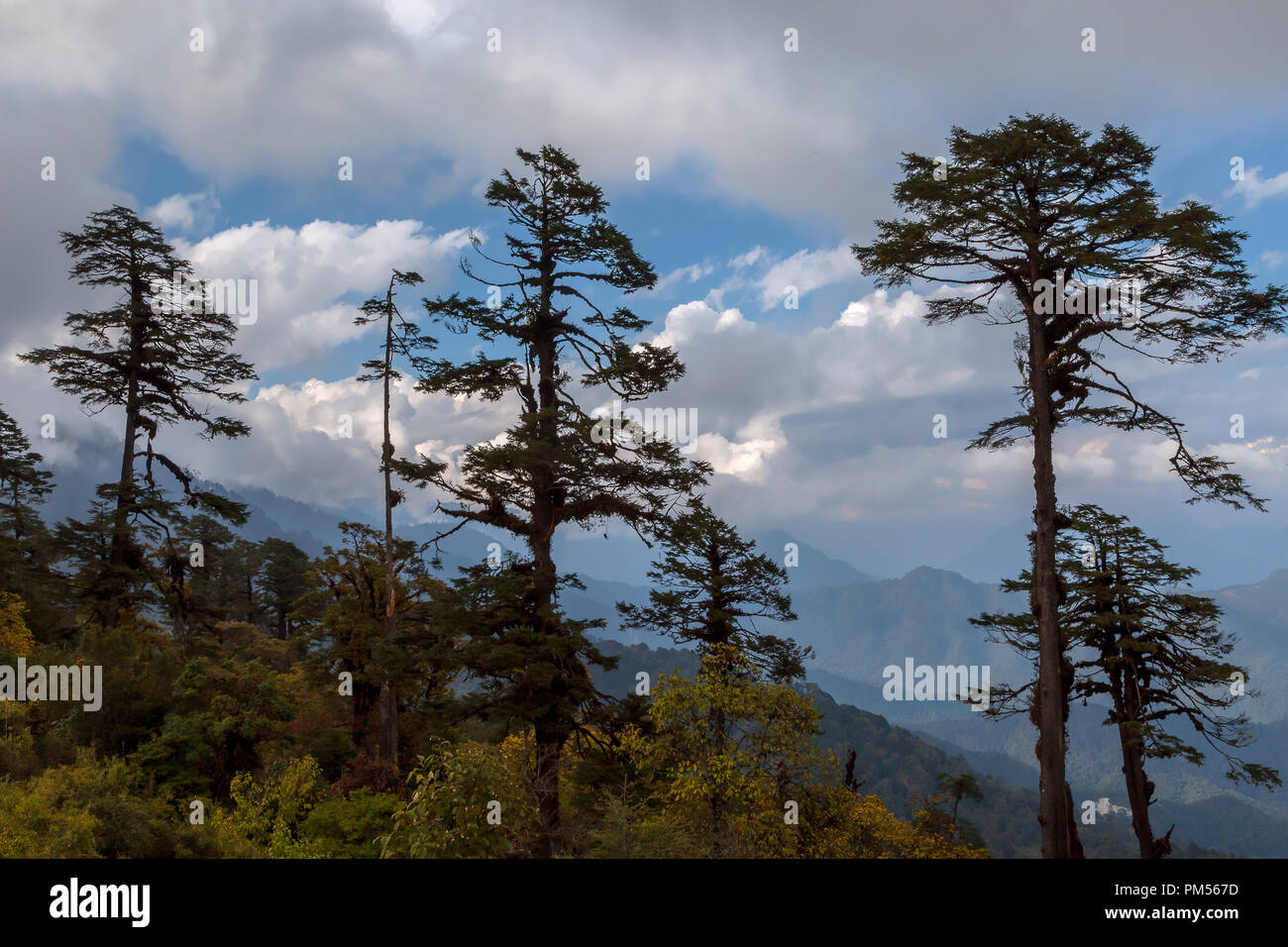 Paesaggio alpino del Bhutan, Bhutan. Foto Stock