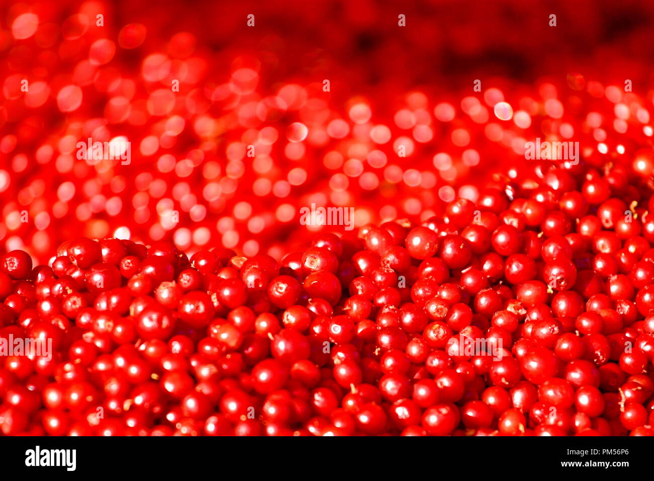 Mirtilli rossi di natura astratta completa sullo sfondo del telaio Foto Stock