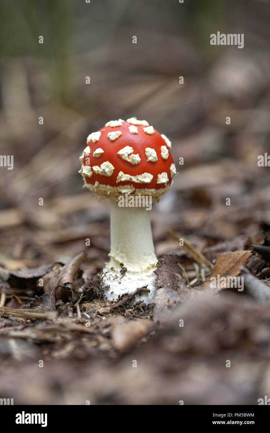 Fly agaric, amanita muscaria, funghi che crescono su pavimento di bosco. Foto Stock