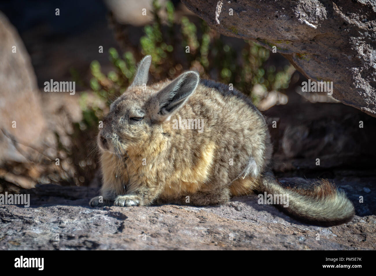 In prossimità di una vizcacha vicino a Las Cuevas in Cile Foto Stock
