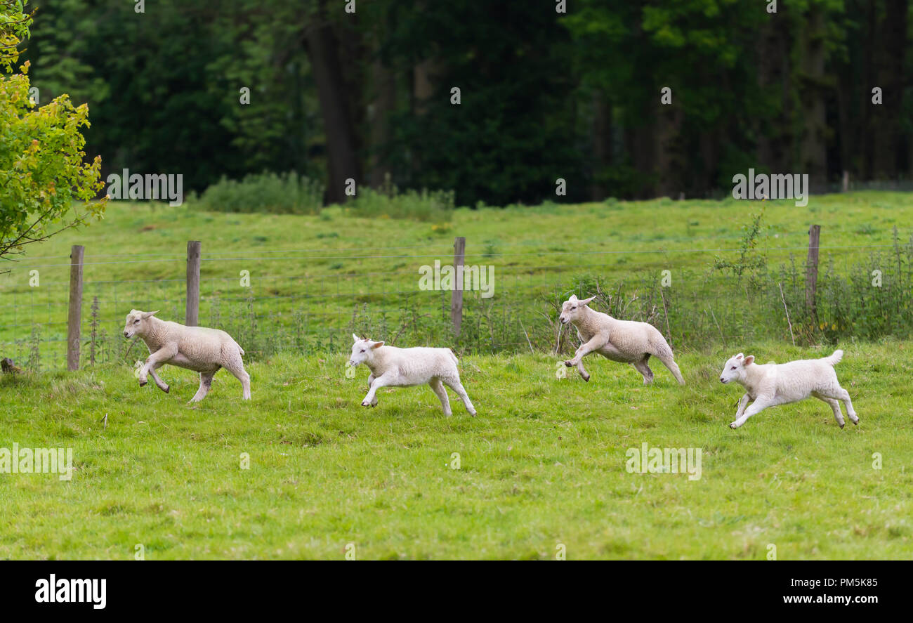 Agnelli bianchi in esecuzione attraverso un campo in primavera in campagna nel West Sussex, in Inghilterra, Regno Unito. Foto Stock