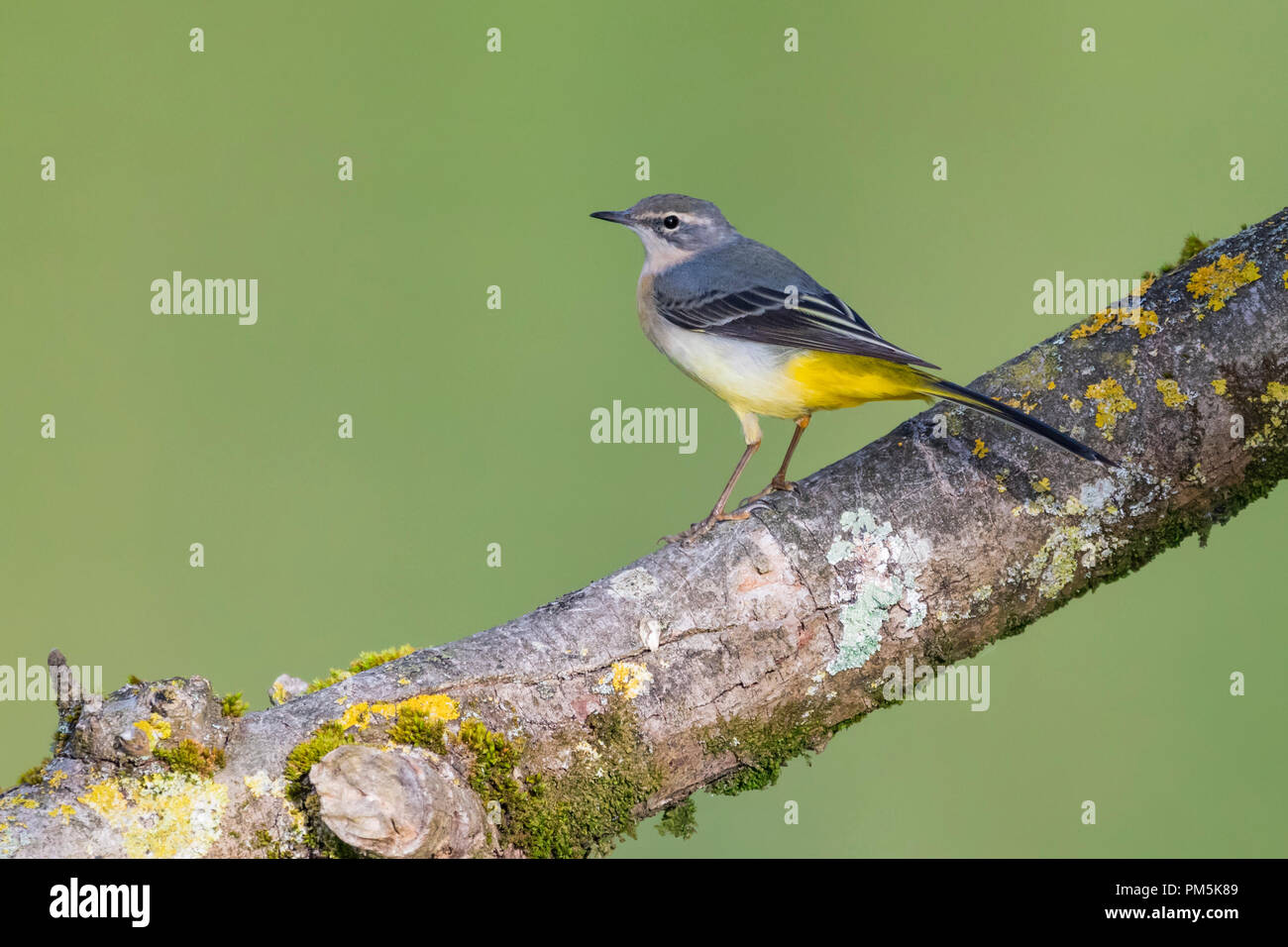 Femmina Wagtail grigio (Motacilla cinerea) uccello appollaiato su un ramo in autunno (settembre) nel West Sussex, in Inghilterra, Regno Unito. Foto Stock