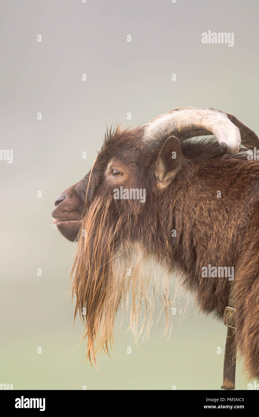 Ritratto di un maschio di capra con le corna e barba lunga. La razza è un incrocio tra un nano nigeriano e una nana. Foto Stock