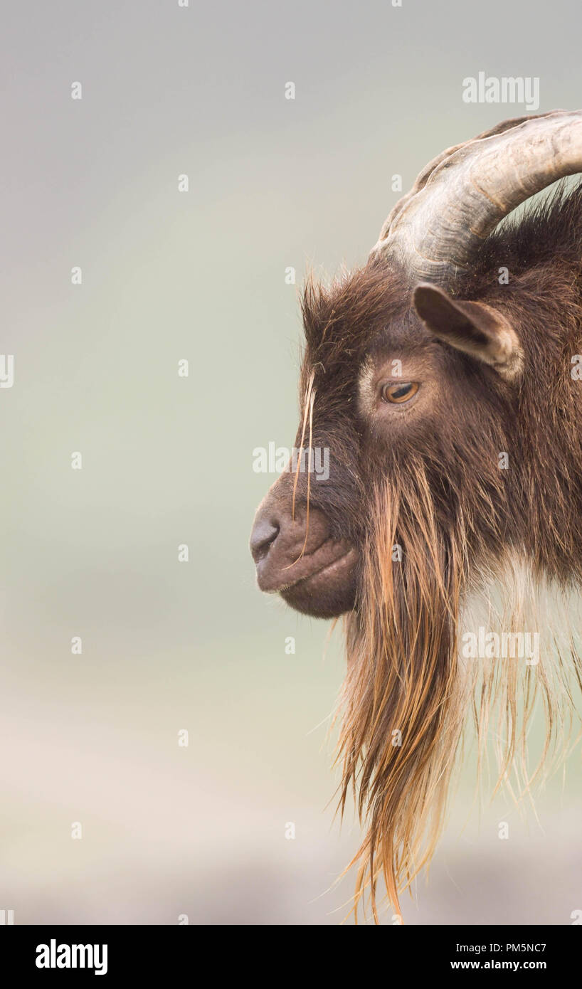Ritratto di un maschio di capra con le corna e barba lunga. La razza è un incrocio tra un nano nigeriano e una nana. Foto Stock