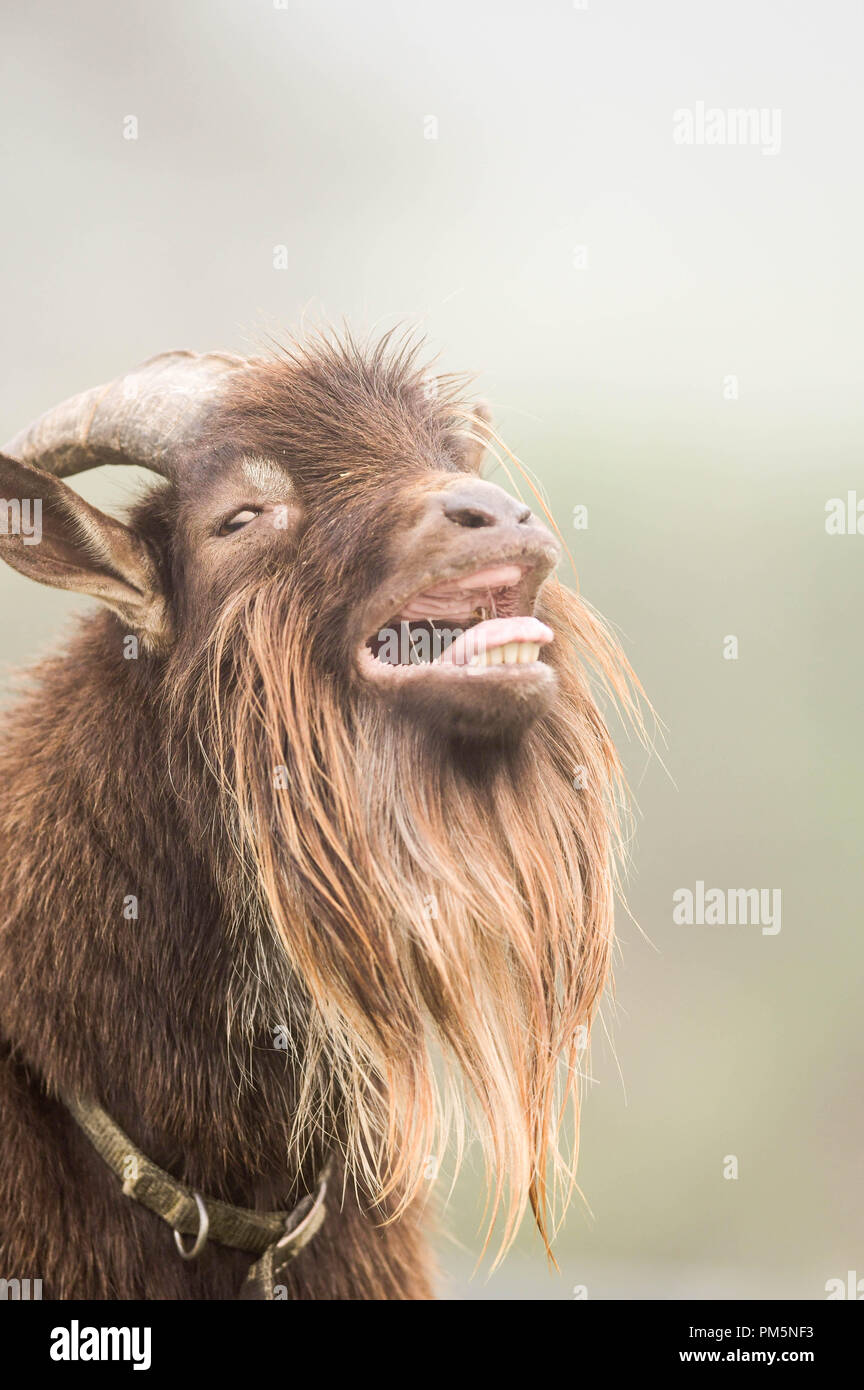 Una razza mista (capra nana nigeriana e Pigmea) grida per la sua prima colazione in una nebbiosa mattina in una fattoria del New Hampshire, Stati Uniti d'America. Foto Stock