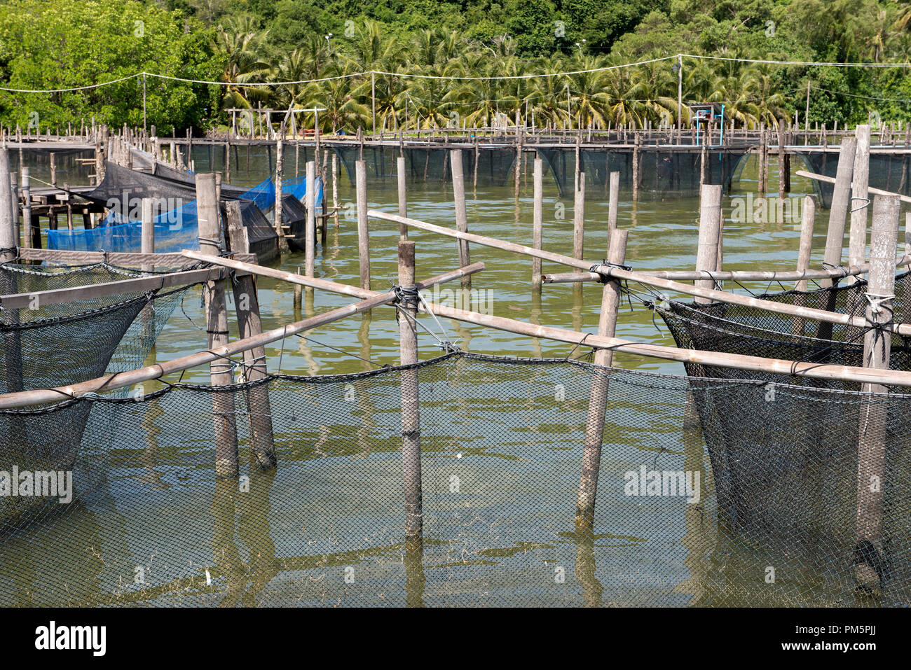 Thailandia, Songkhla, Koh Yo, fattoria di acquacultura, pesci di acqua dolce Foto Stock