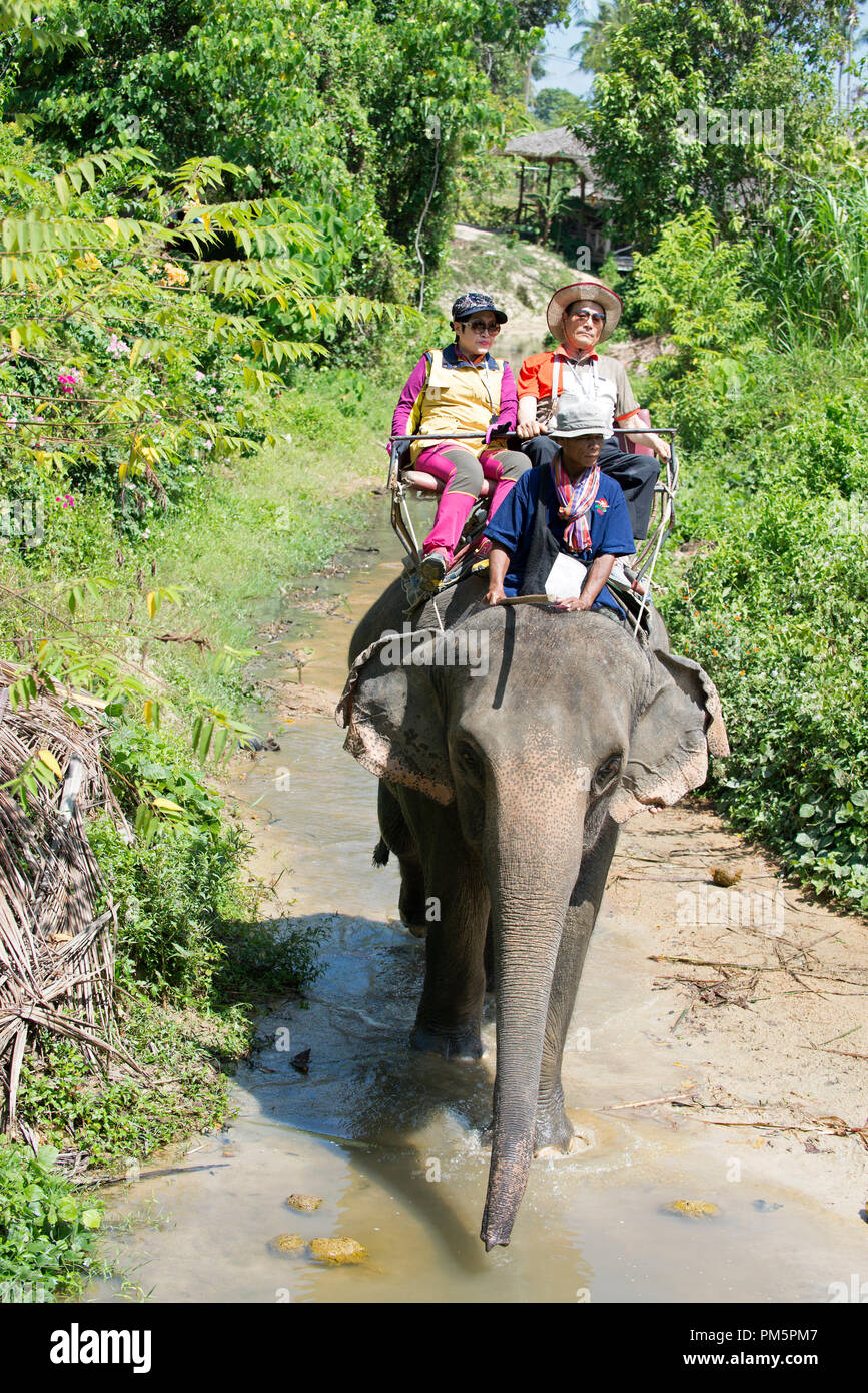 Thailandia; Koh Samui; Elephant (Elephas maximus) con i turisti per un piccolo viaggio di andata e ritorno nella giungla Foto Stock