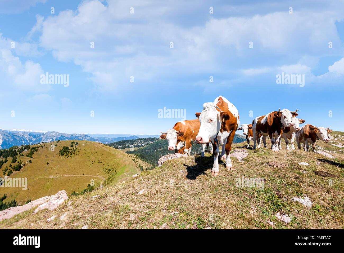 Le mucche in Alpe di Siusi, il più grande ad alta altitudine prato alpino in Europa, incredibili montagne rocciose sullo sfondo. Foto Stock