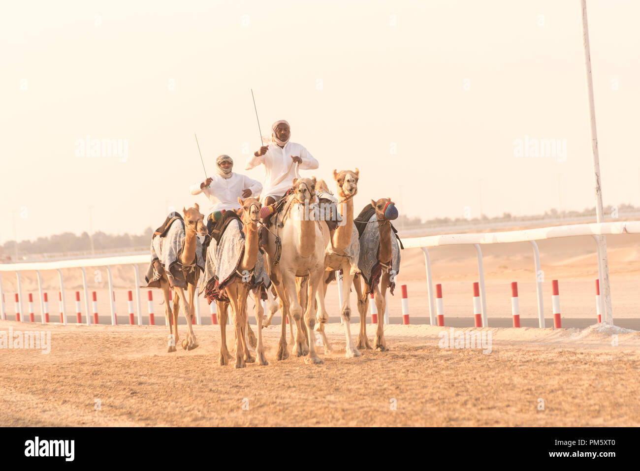 Due piloti del cammello racing lungo la pista per le corse di cammelli in Al Dhfra, Abu Dhabi. Foto Stock