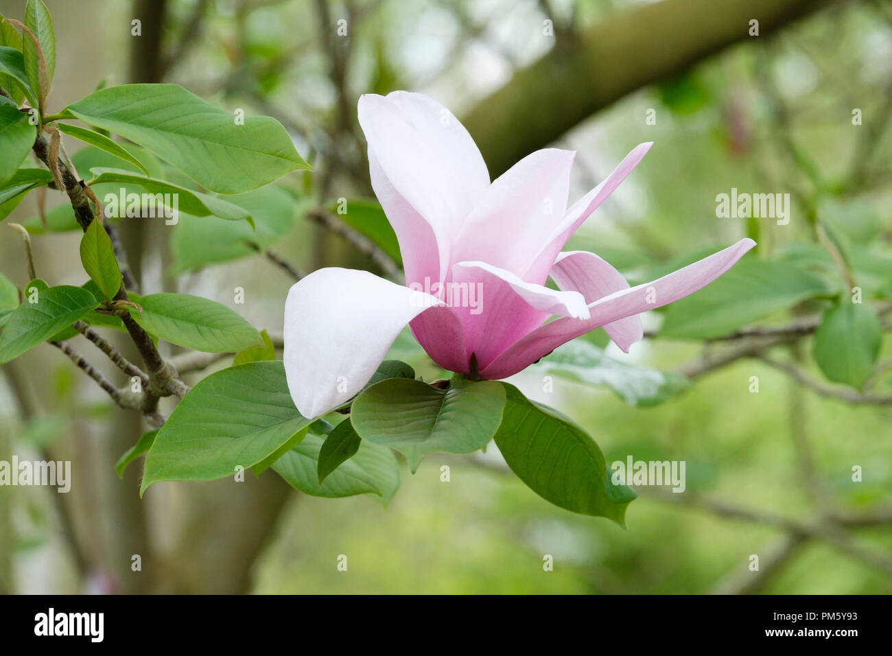Close-up di un singolo fiore di magnolia sargentiana varietà robusta " sangue Luna' Foto Stock