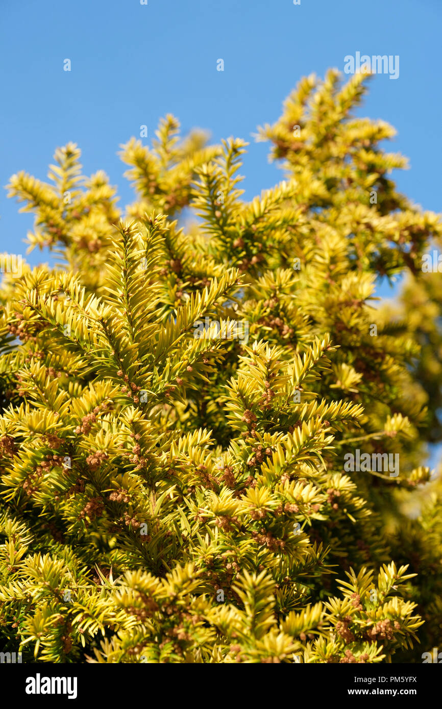 Il Taxus baccata 'Fastigiata Aurea', Golden Yew, Golden Irish Yew Tree, irlandese Golden Yew Tree fogliame Foto Stock