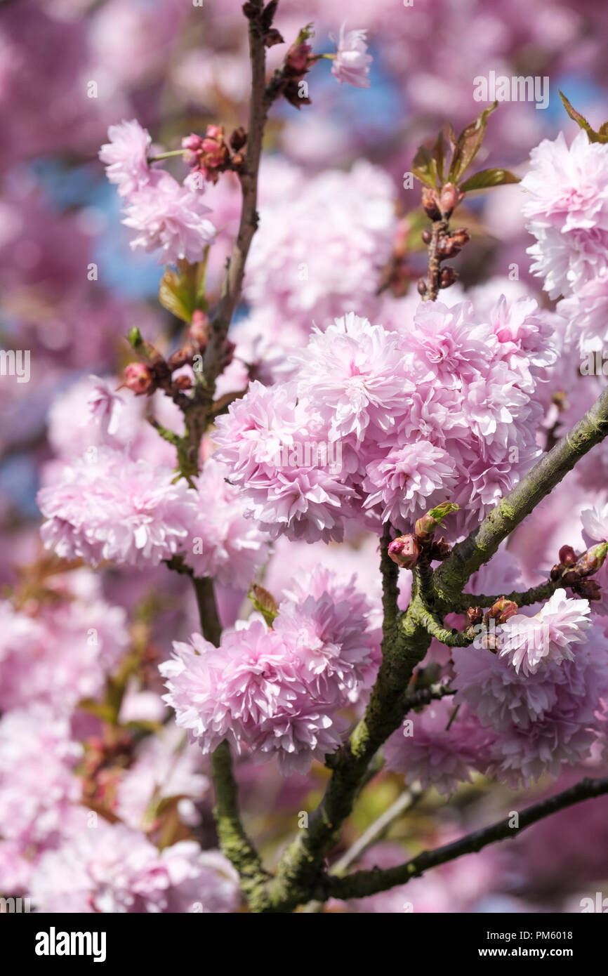 Giapponese ciliegia Flowering 'Asano', Prunus 'Asano' , albero di fioritura, fiori di colore rosa, rosa doppia prunus, doppio di rosa fiori di ciliegio. Foto Stock