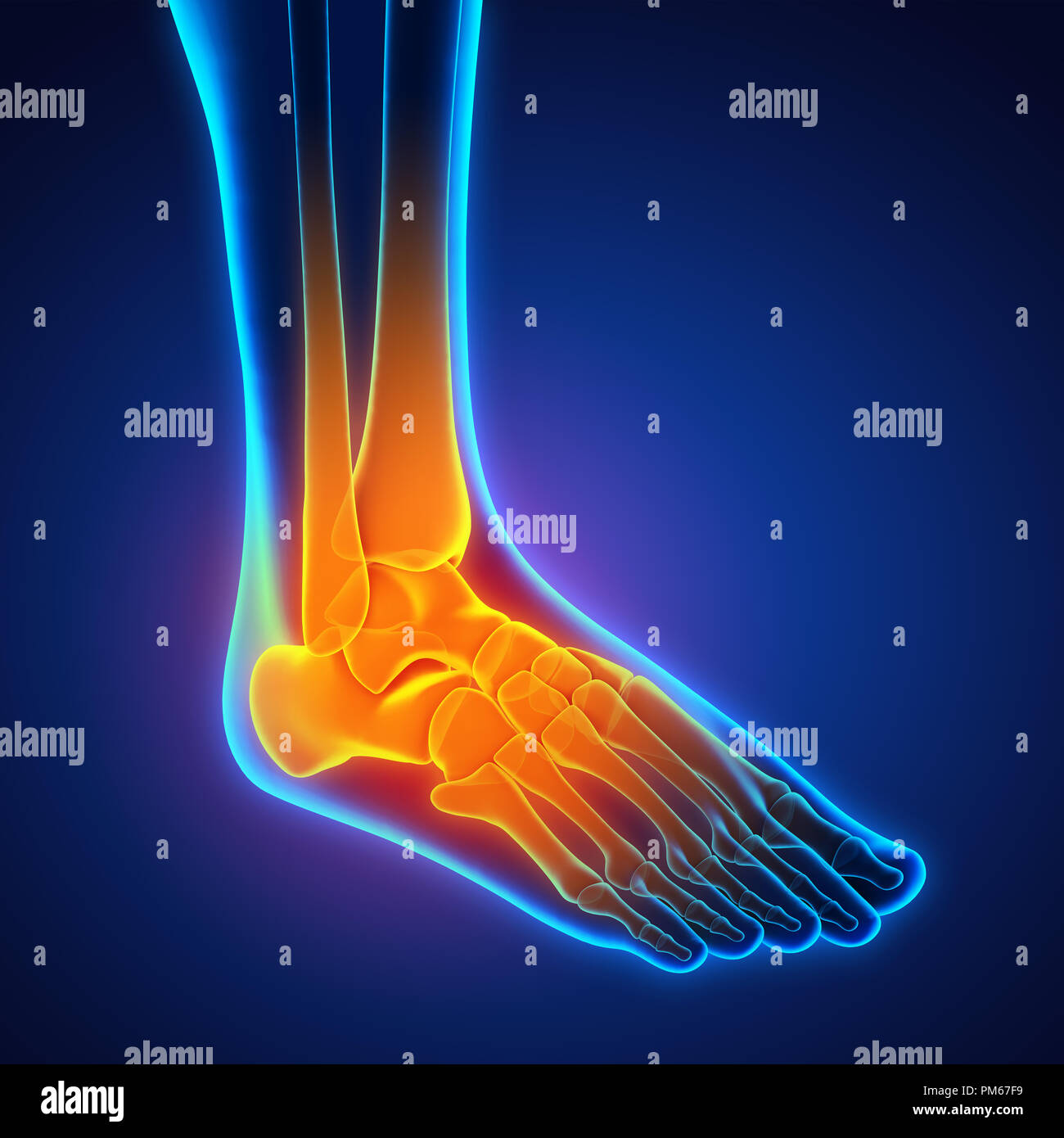 Piede umano anatomia illustrazione Foto Stock