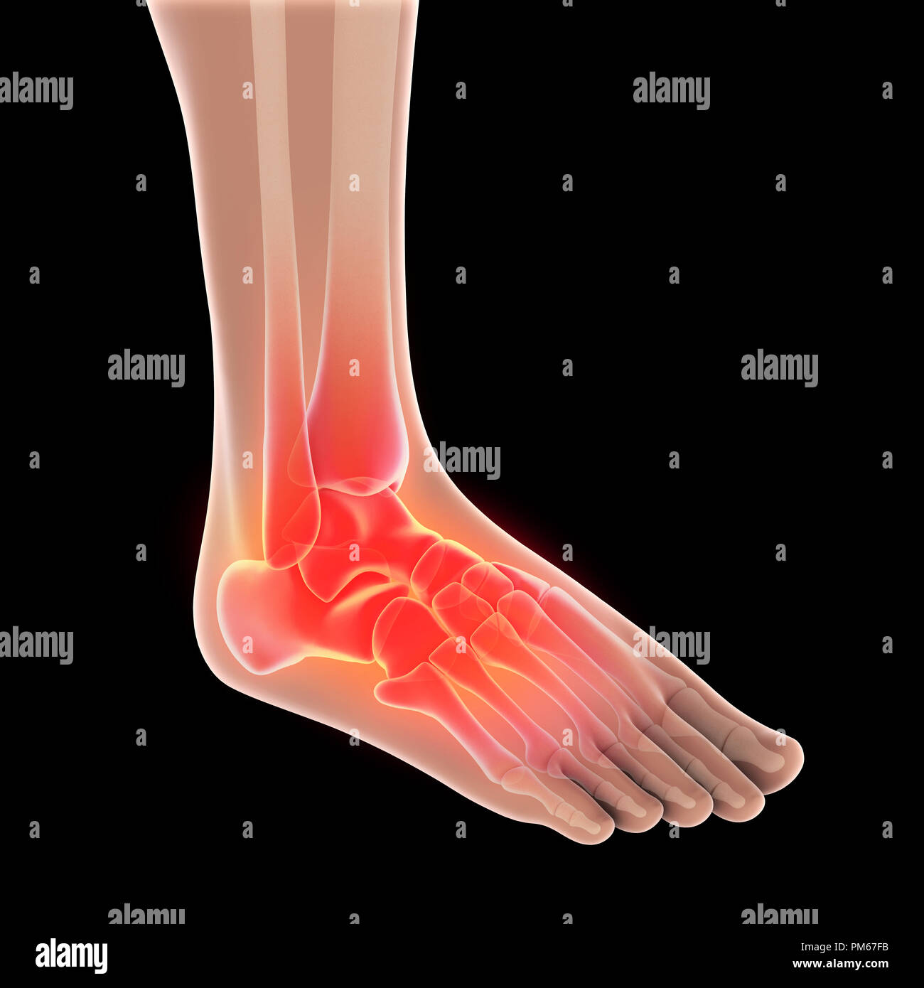 Piede umano anatomia illustrazione Foto Stock