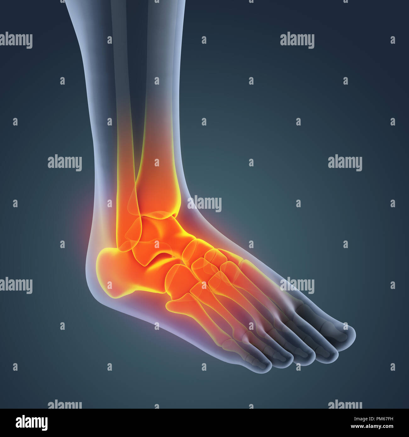 Piede umano anatomia illustrazione Foto Stock