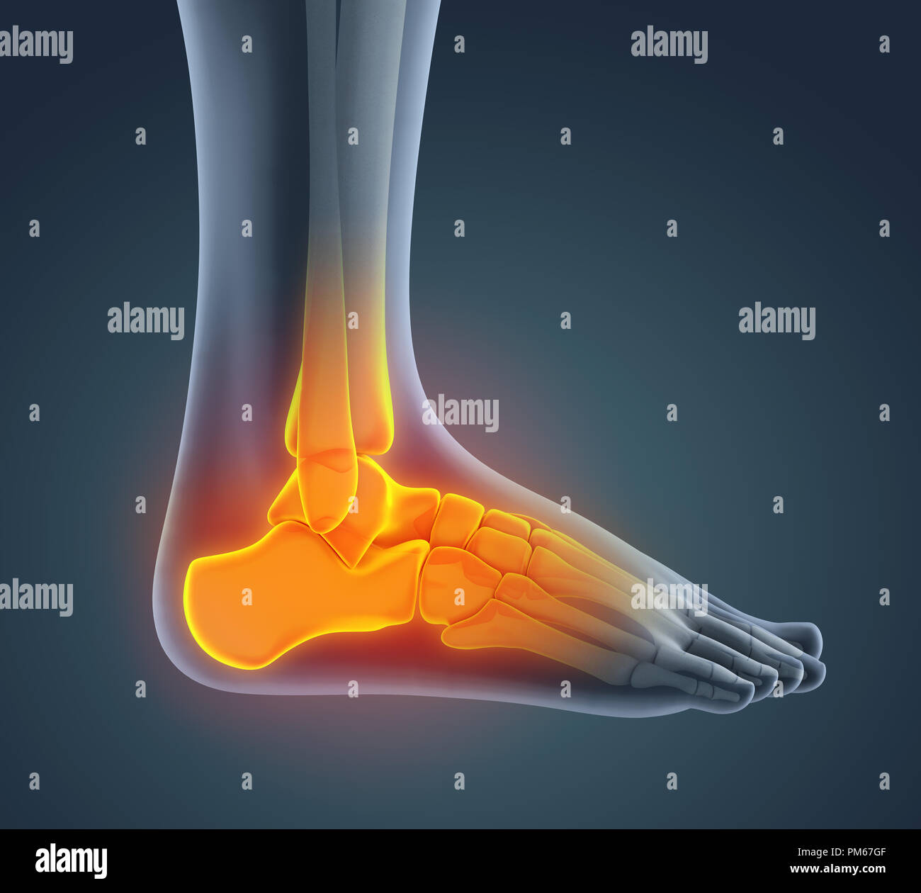 Piede umano anatomia illustrazione Foto Stock