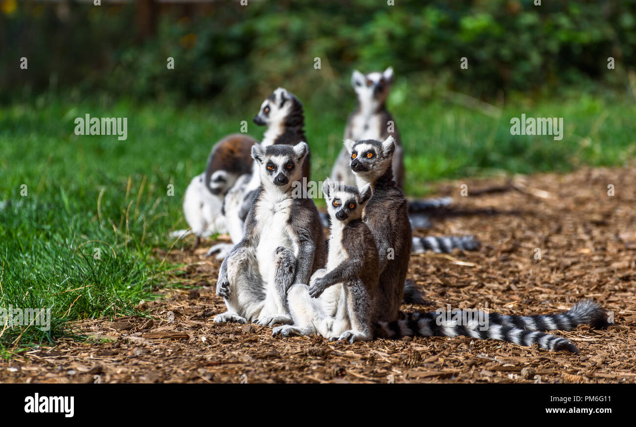 Una piccola famiglia di ring-tailed lemuri nei dintorni naturali. Foto Stock