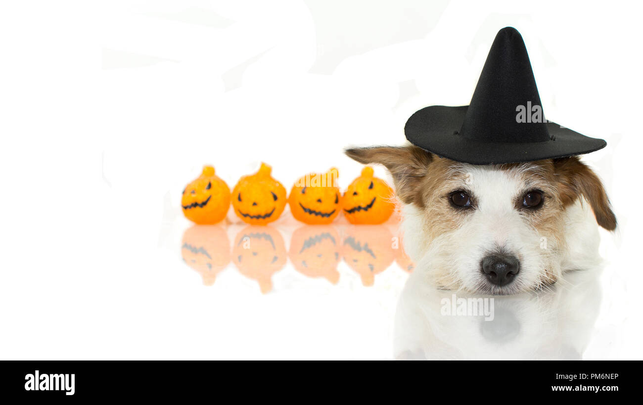 Carino HALLOWEEN strega cane o procedura guidata HAT COSTUME sdraiato e zucca come sfondo isolata contro uno sfondo bianco con spazio di copia Foto Stock