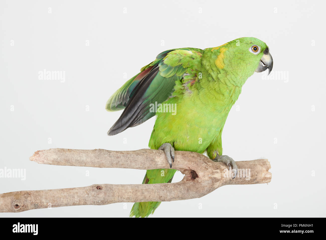 Pappagallo verde sul ramo di albero isolato su bianco di sfondo per studio Foto Stock