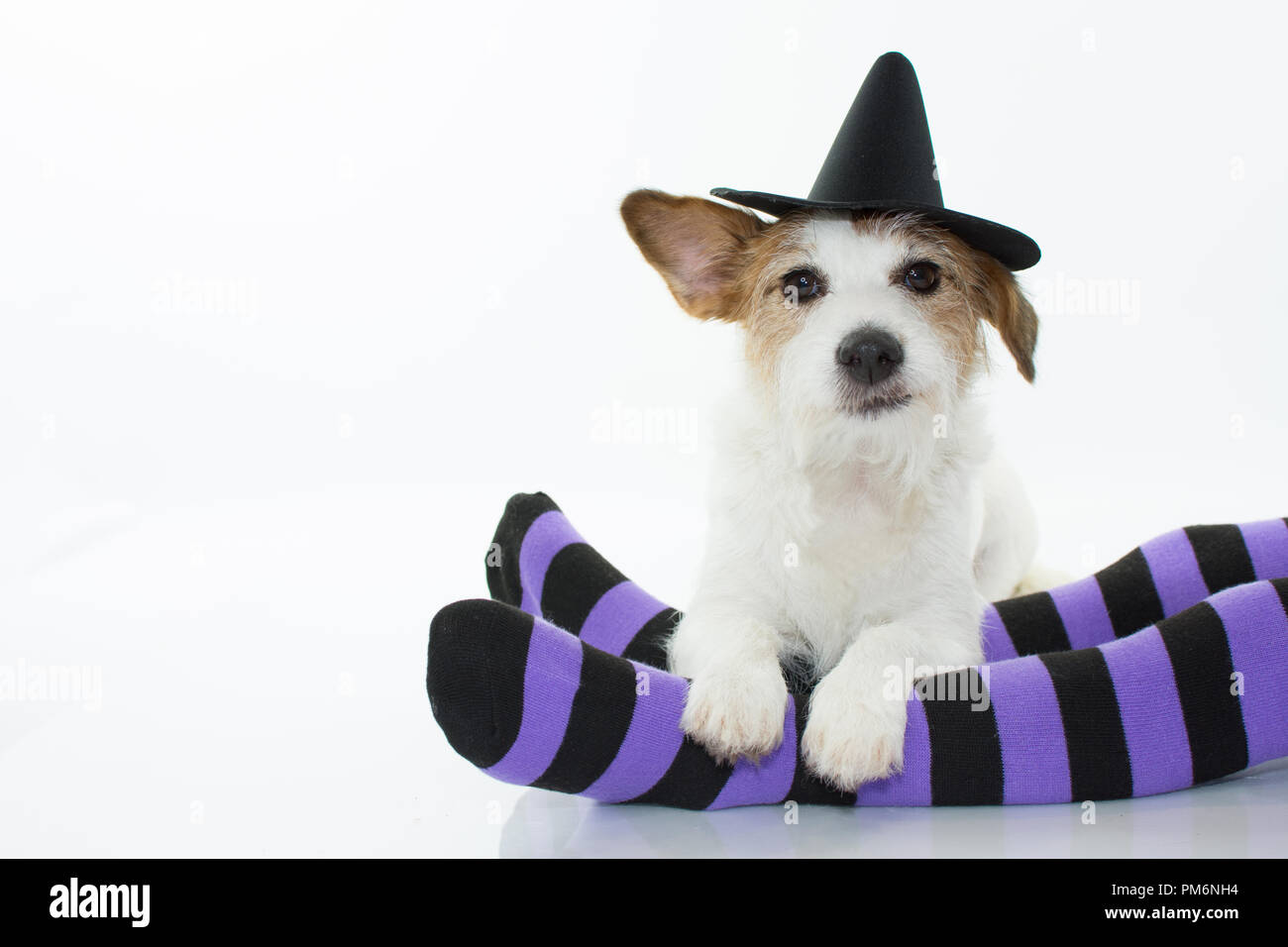 Carino HALLOWEEN strega cane o procedura guidata HAT seduta su viola e nero calze con copia spazio. Foto Stock