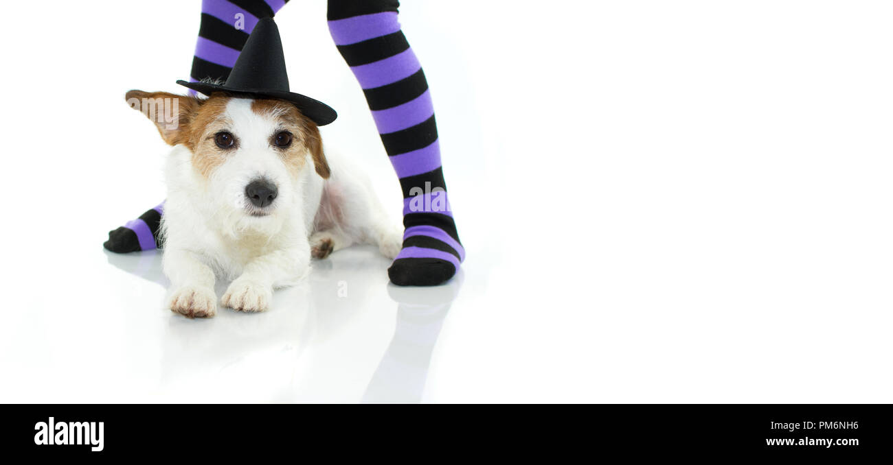 Carino HALLOWEEN strega cane o procedura guidata HAT sdraiato e viola e nero calze come sfondo con spazio di copia Foto Stock