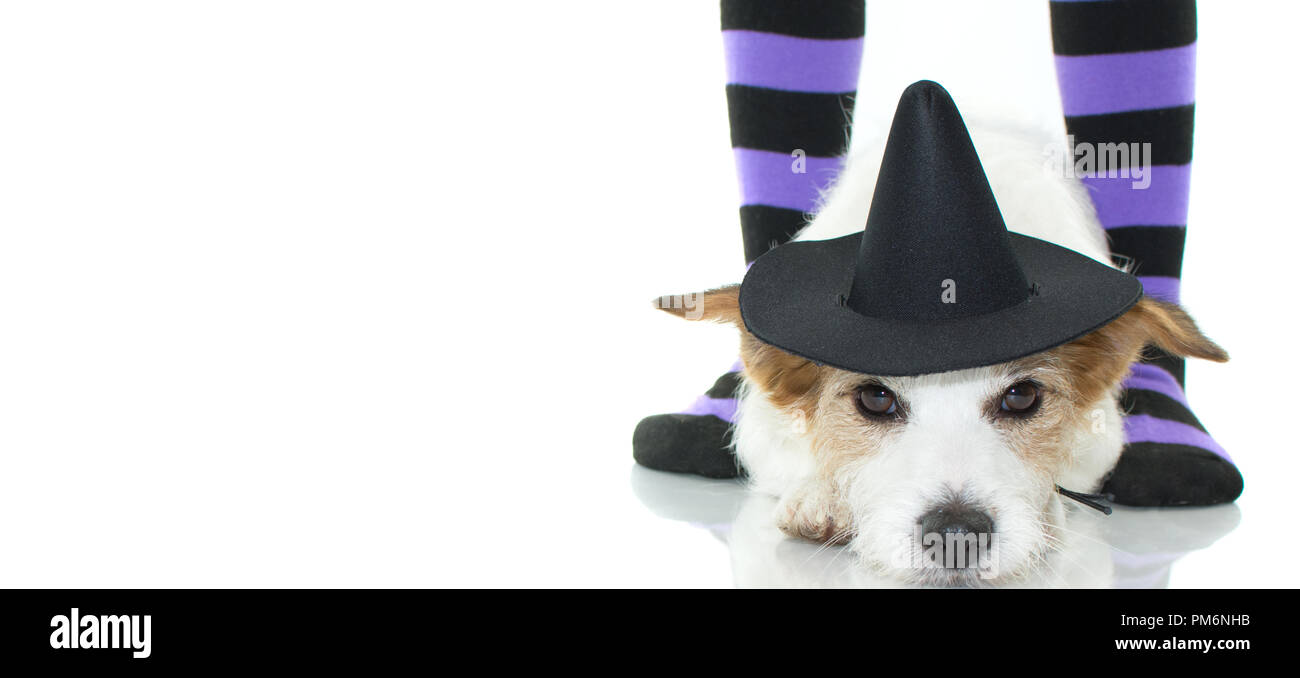 Carino HALLOWEEN strega cane o procedura guidata HAT SDRAIATO E VIOLA calze come sfondo con spazio di copia Foto Stock
