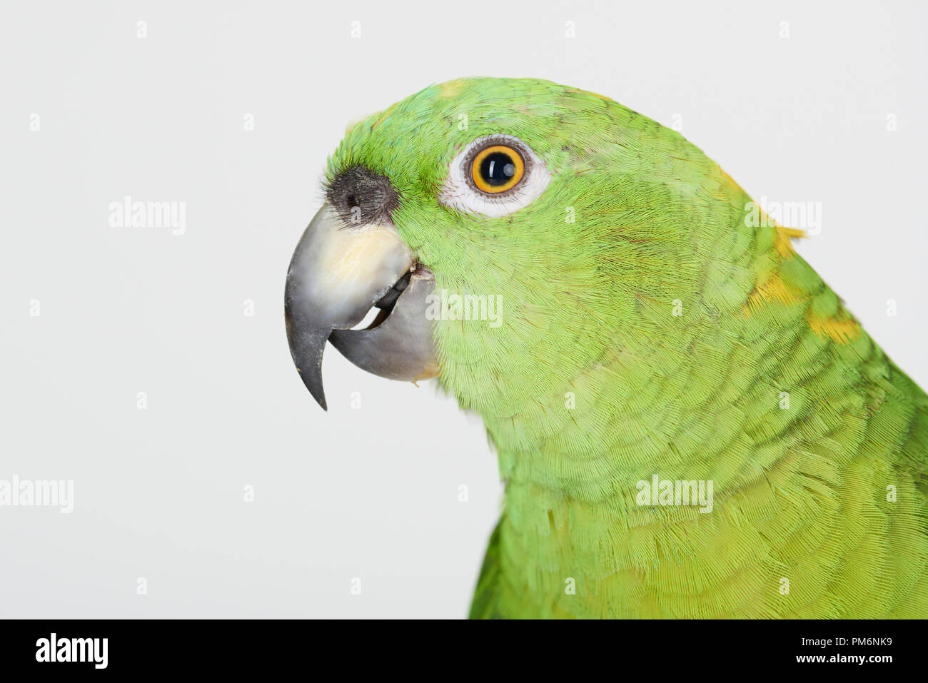 Ritratto di pappagallo verde isolato su bianco di sfondo per studio Foto Stock