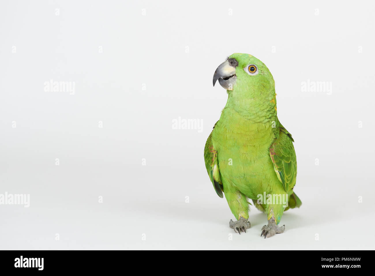 Divertente pappagallo verde stand su bianco di sfondo per studio Foto Stock