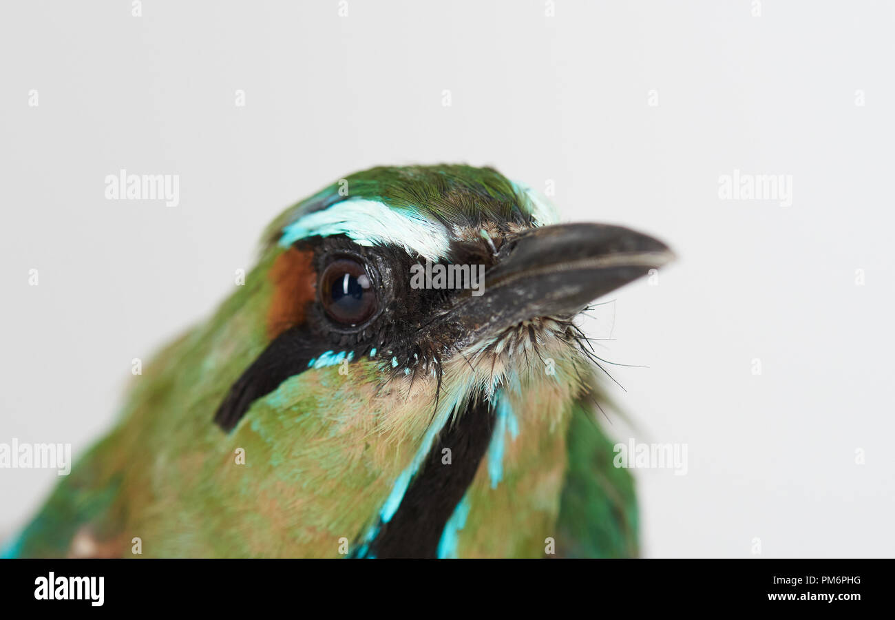 Ritratto di uccello guardabarranco close up su bianco di sfondo per studio Foto Stock