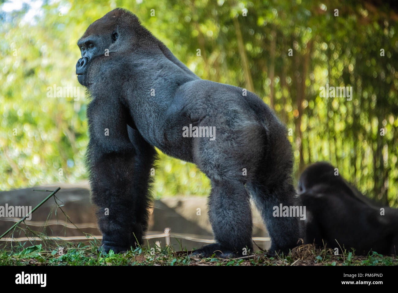 Gorillas occidentali della pianura presso lo Zoo di Atlanta vicino a downtown Atlanta, Georgia. (USA) Foto Stock