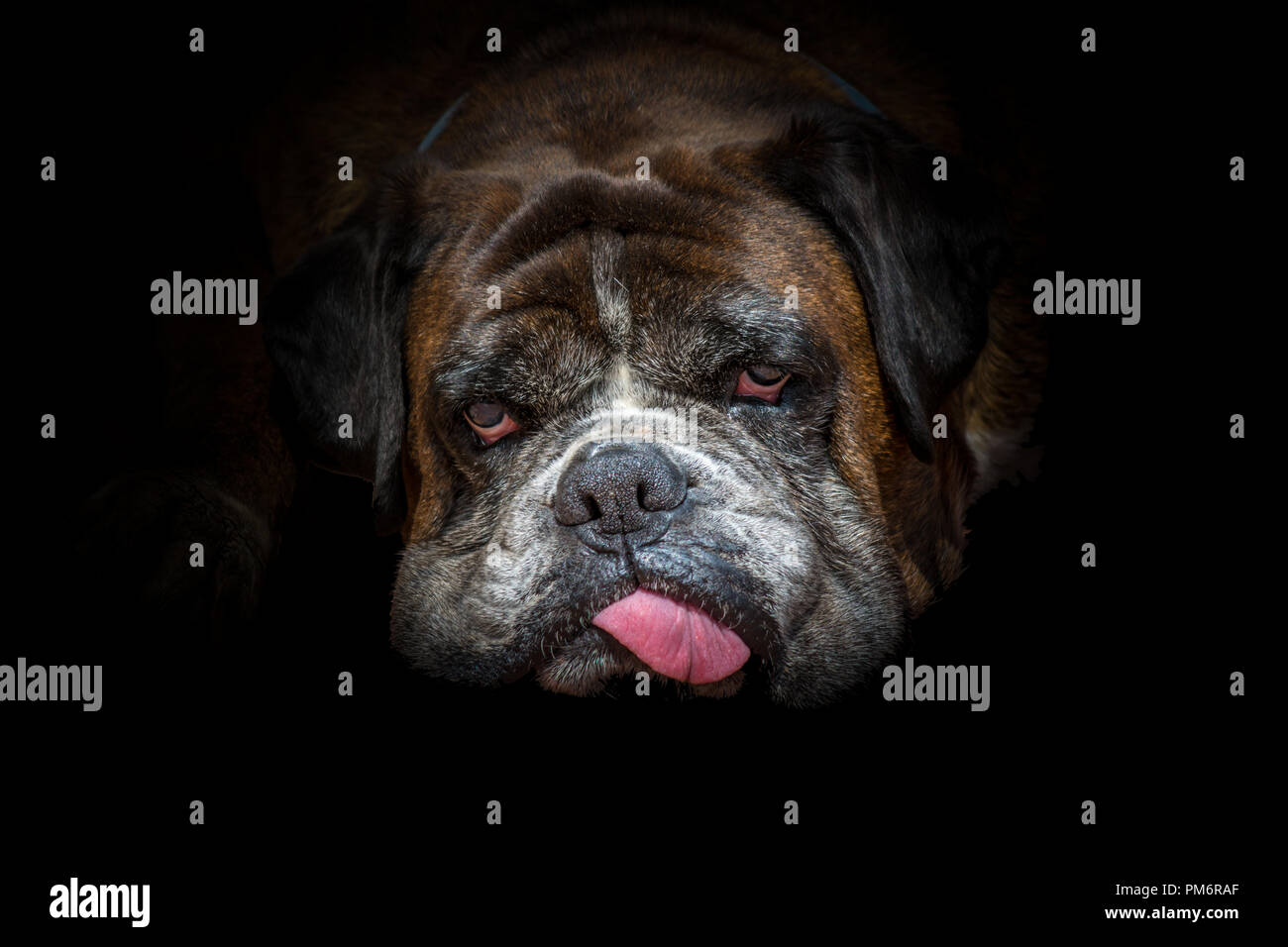Isolato boxer tedesco testa di cane su sfondo nero Foto Stock
