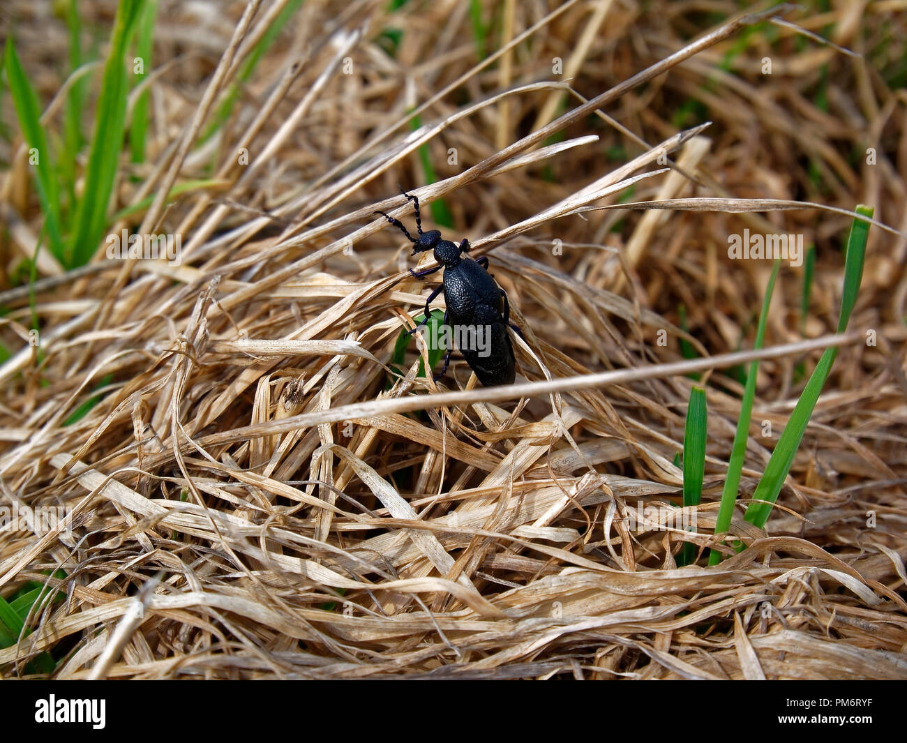 Coleottero nero strisciando su erba secca in primavera, Russia Foto Stock