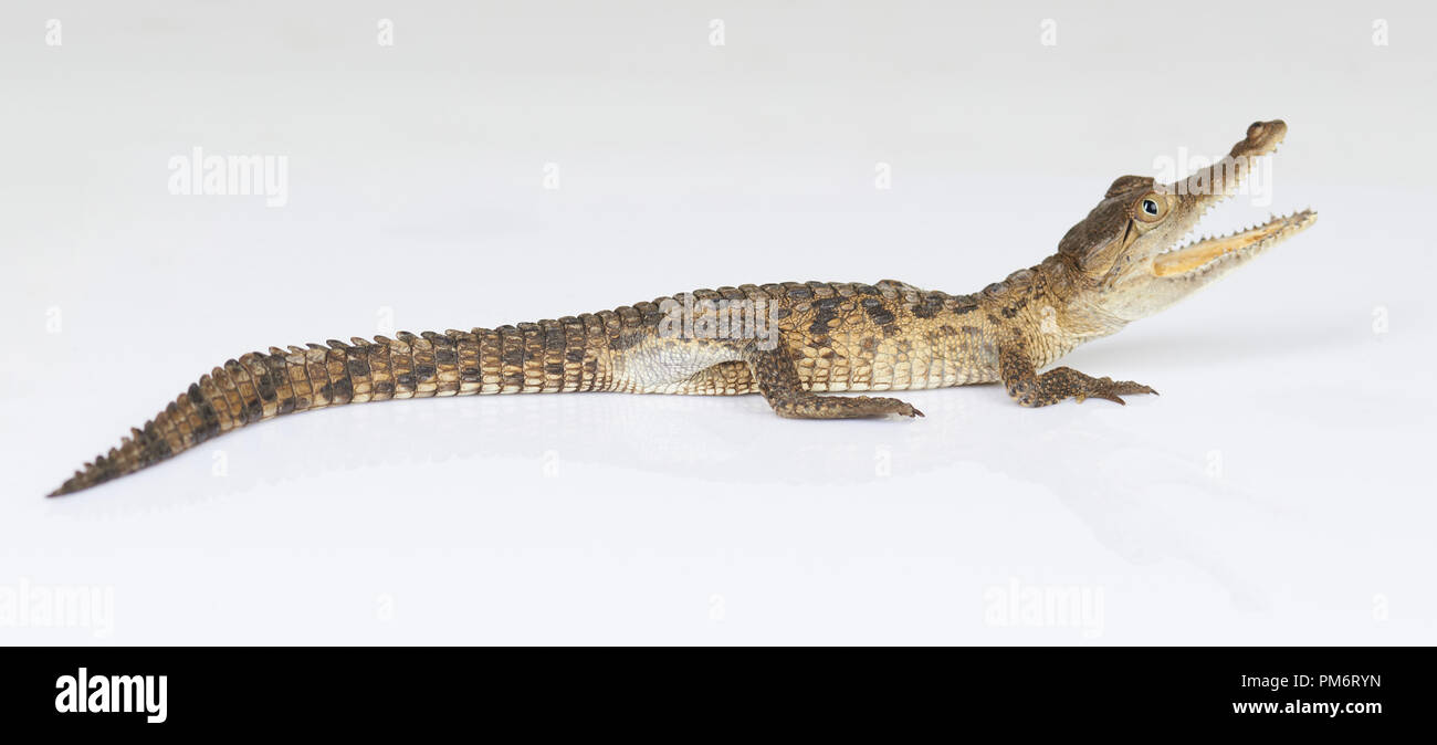 Alligatore giovani con bocca aperta isolata su bianco di sfondo per studio Foto Stock