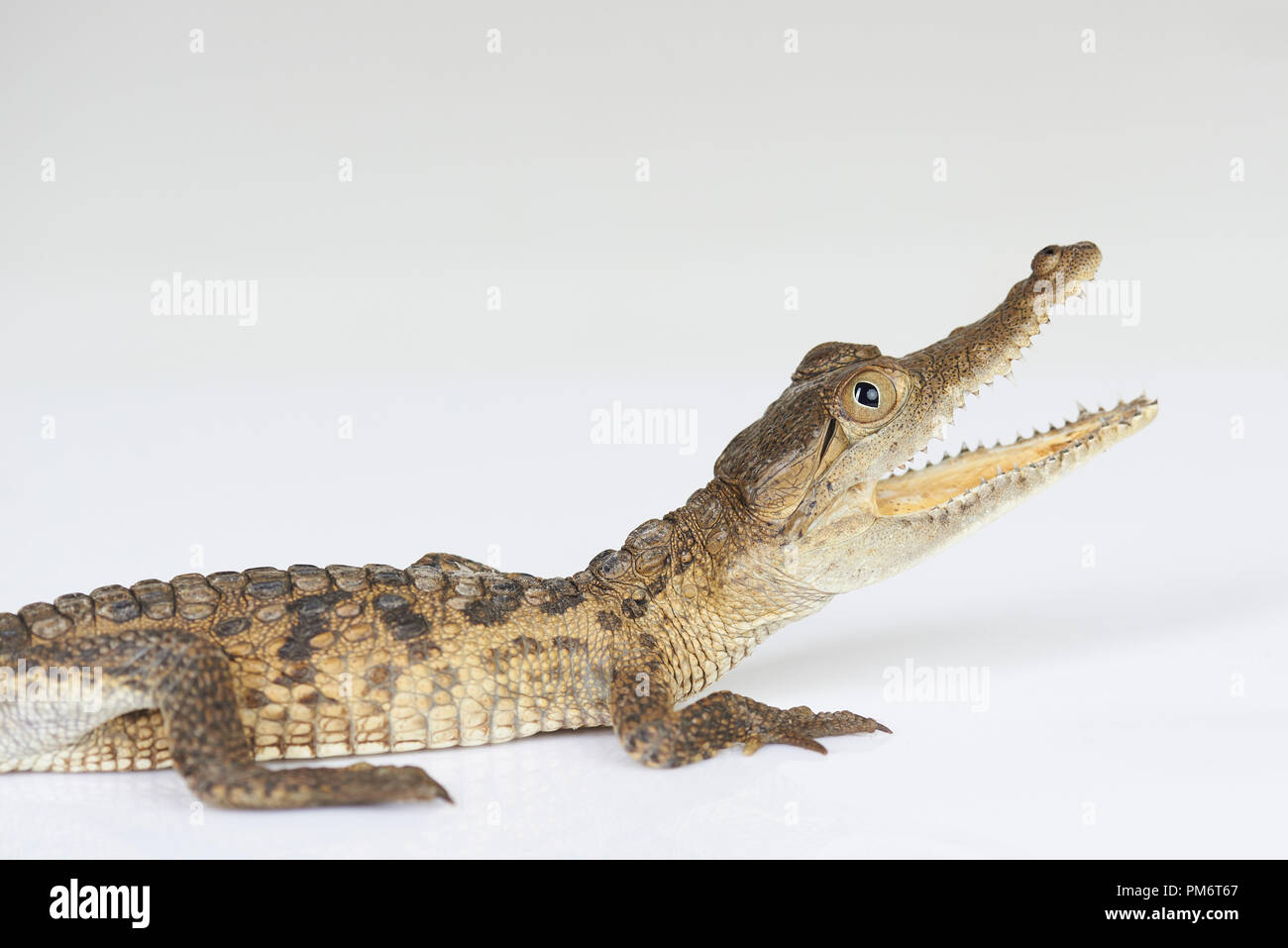 Coccodrillo con ganascia aperta e denti affilati isolato su bianco di sfondo per studio Foto Stock