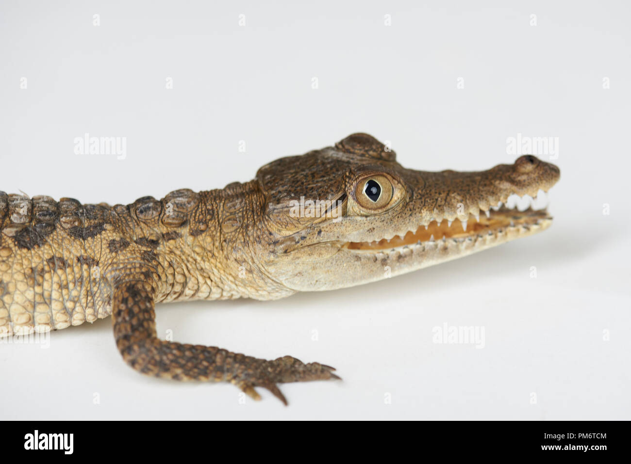 In prossimità della testa del coccodrillo isolato su bianco di sfondo per studio Foto Stock