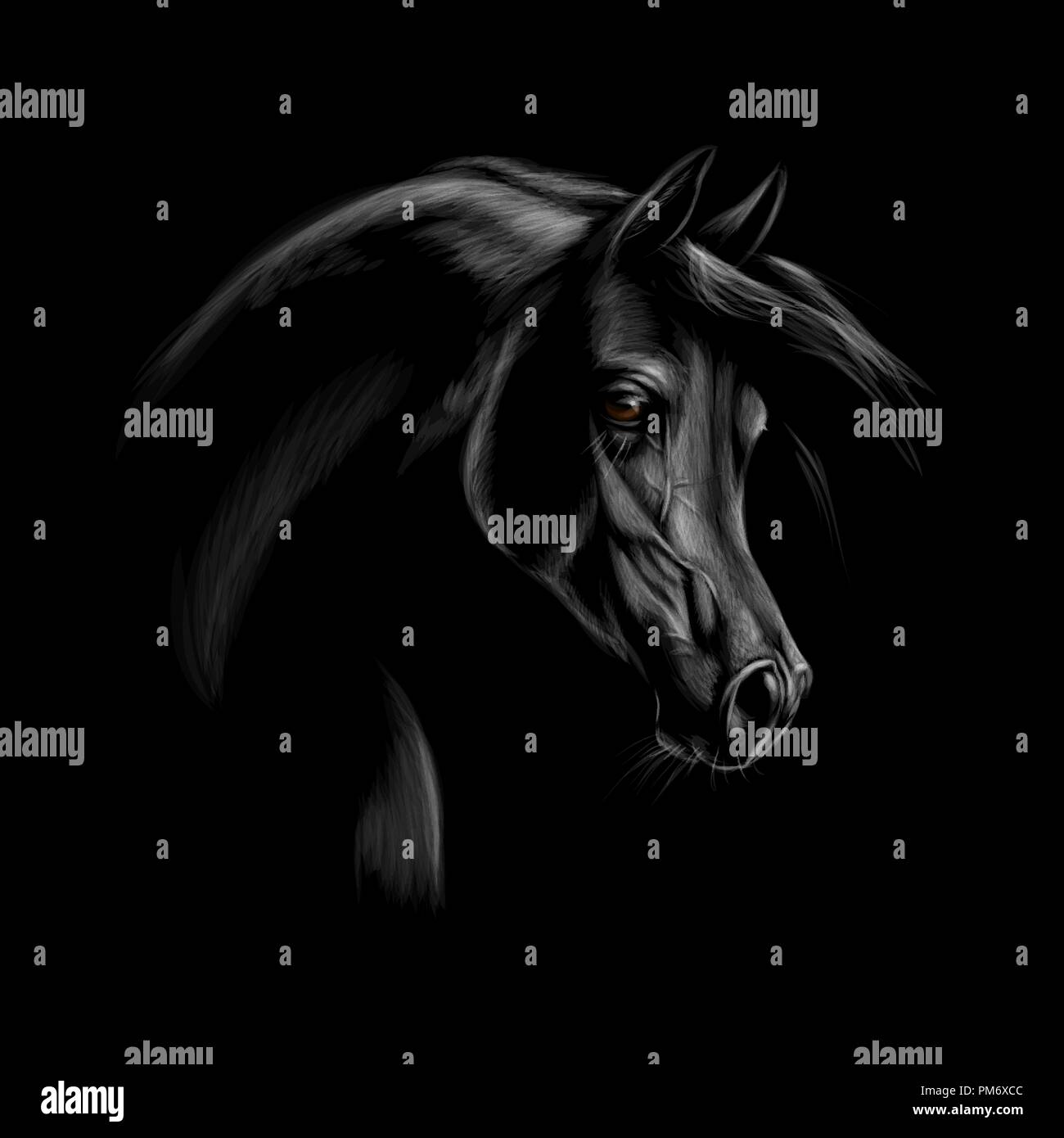 Ritratto di un cavallo arabo testa su uno sfondo nero. Illustrazione Vettoriale