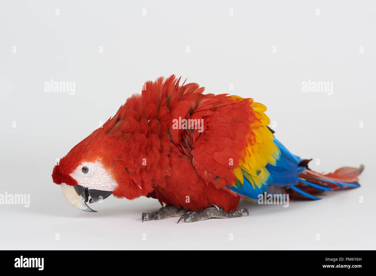 Mangiare red macaw parrot isolato su bianco di sfondo per studio Foto Stock