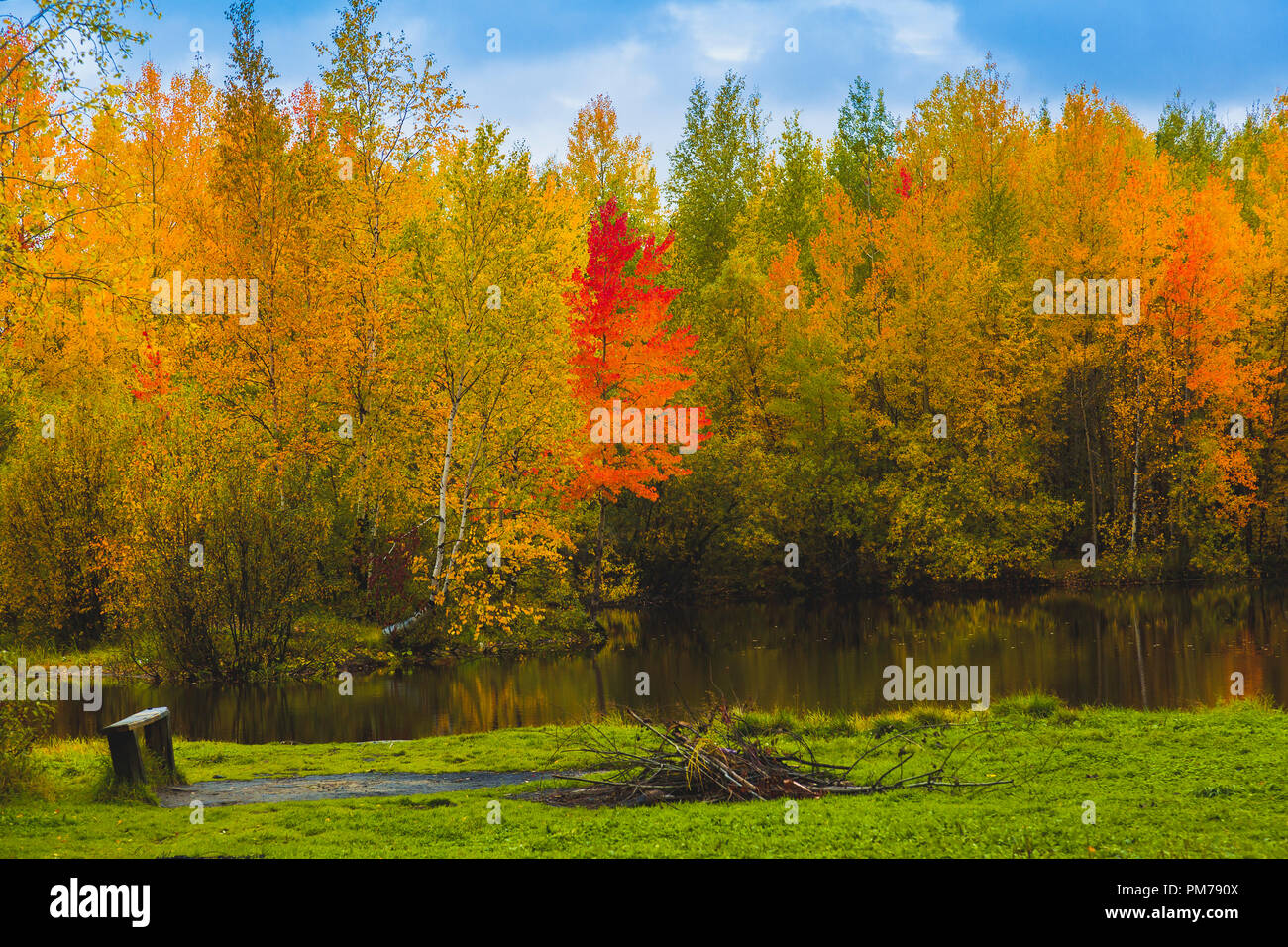 Il lago di foresta ricoperta da erba, piccolo bosco di latifoglie e arbusti in rosso-giallo Autunno colori Foto Stock Il lago di foresta ricoperta da erba, piccolo bosco di latifoglie e arbusti in rosso-giallo Autunno colori Foto Stock