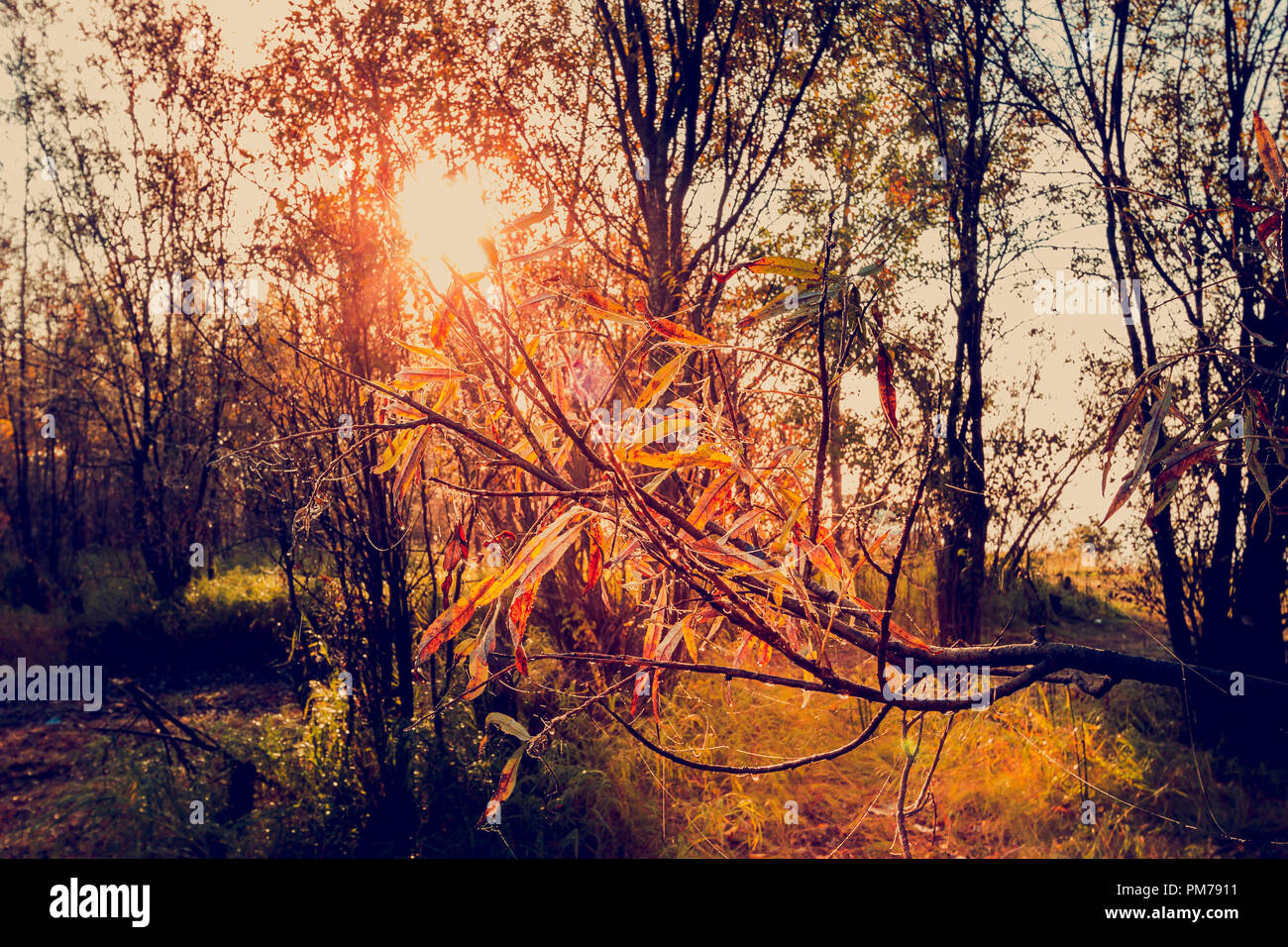 Il sole illumina la spia gialla di un ramo di albero con foglie di forma oblunga Foto Stock