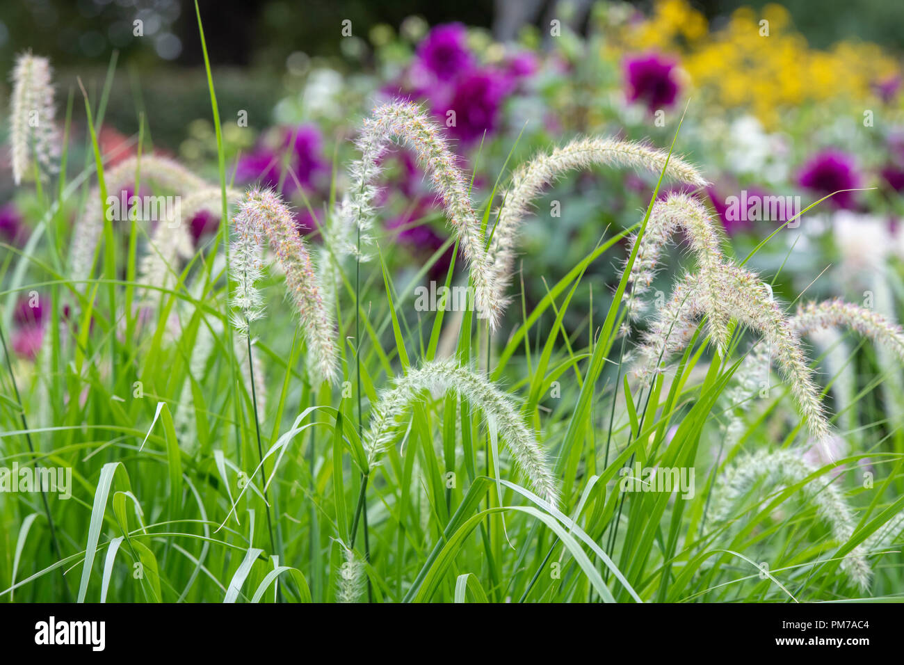 Pennisetum orientale. Fontana orientali dell'erba in un bordo del giardino Foto Stock