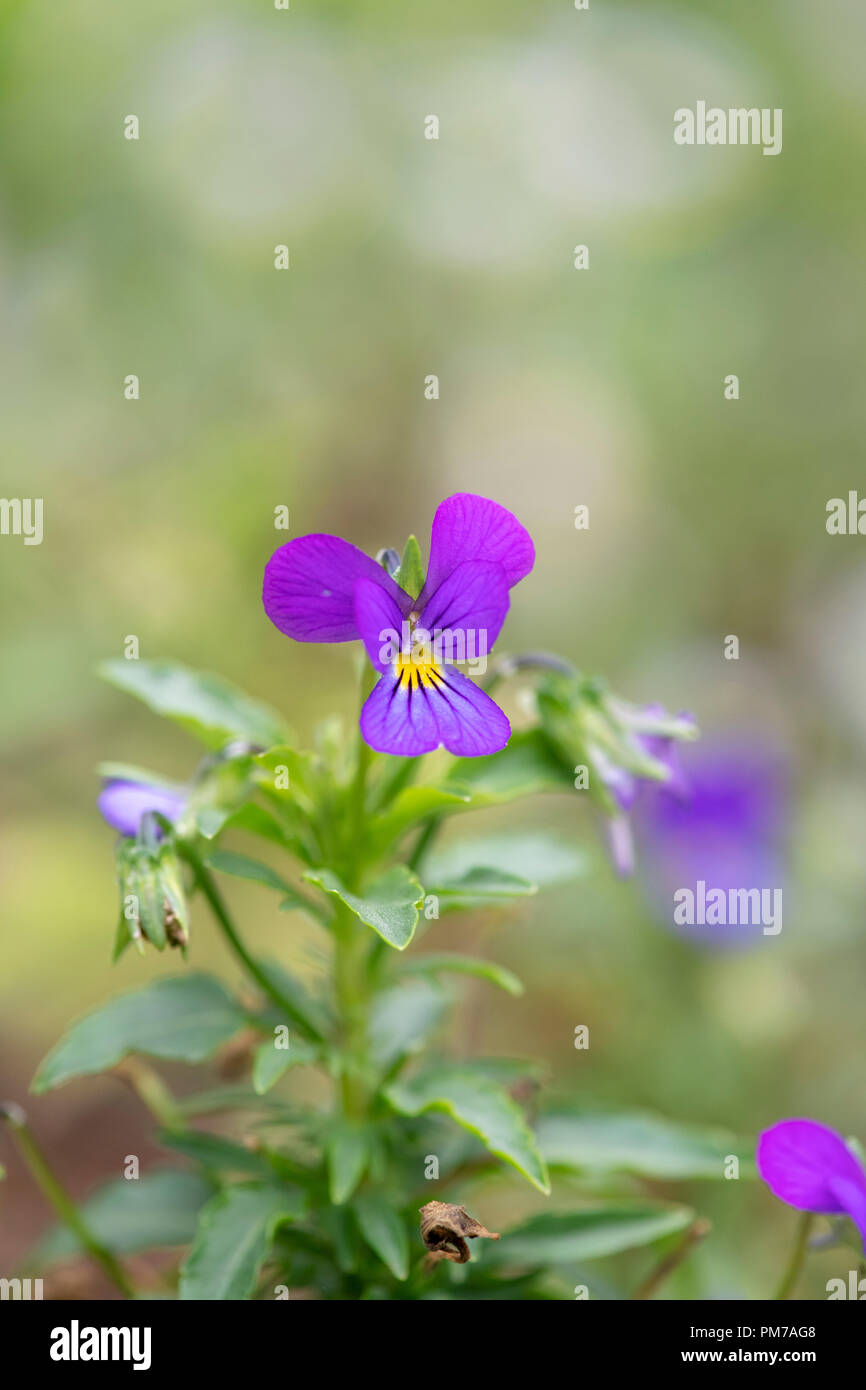 Viola tricolore. Wild pansy / Heartsease fiore in erba. Regno Unito Foto Stock