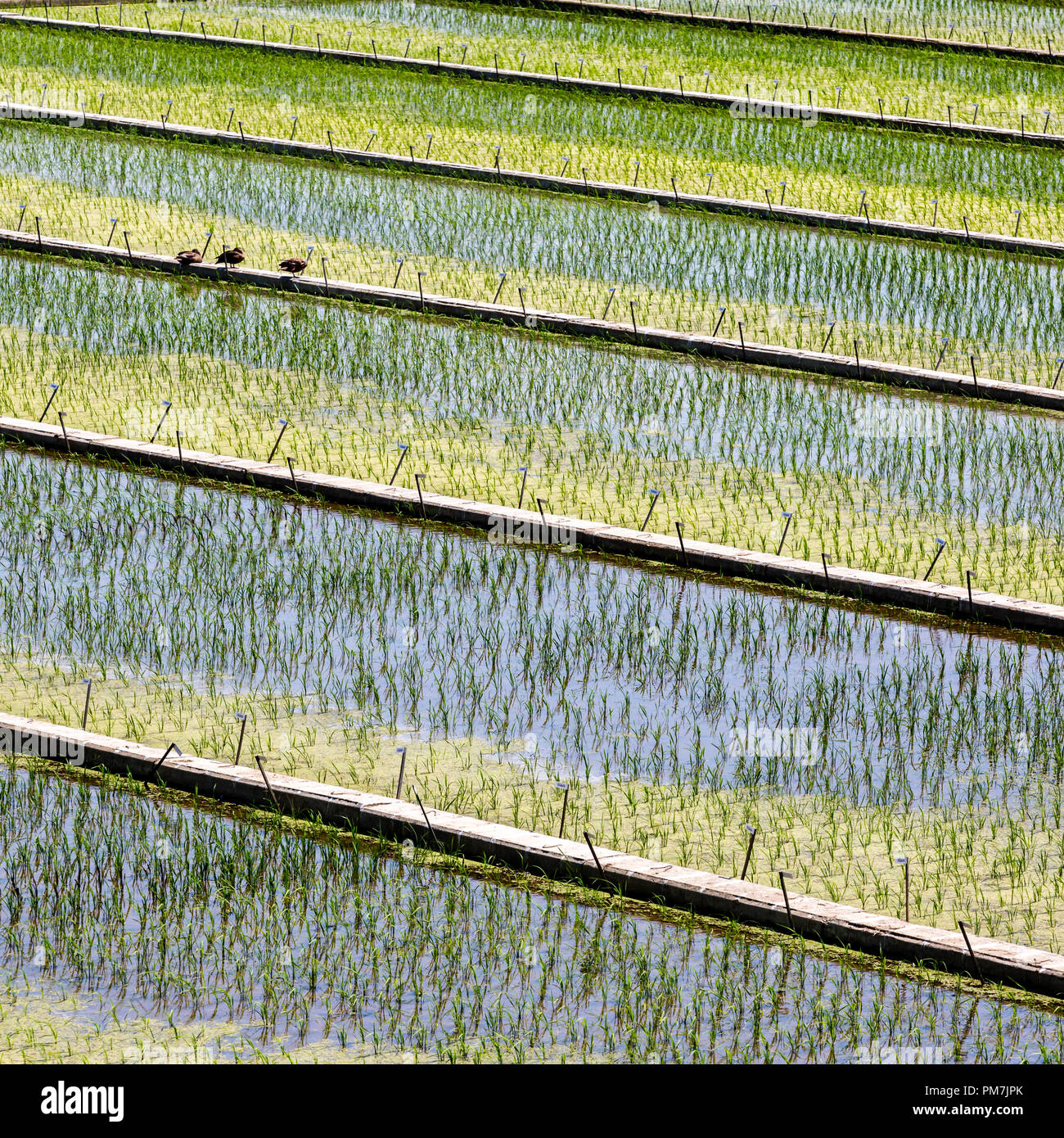 Tradizionali asiatici verdi campi di riso. Primo piano immagine Foto Stock