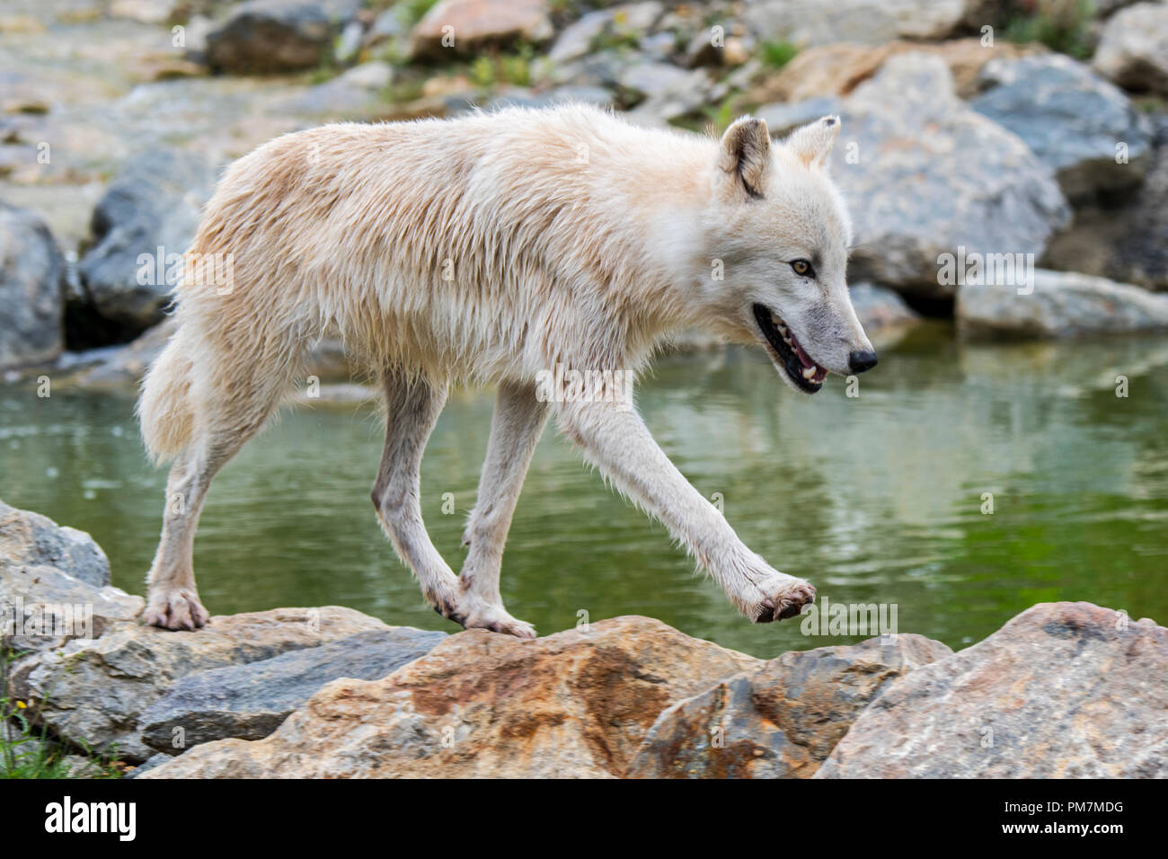 Lone Artico Canadese wolf / White Wolf / Polar lupo (Canis lupus arctos) nativa per il Canada rovistando lungo il torrente Foto Stock