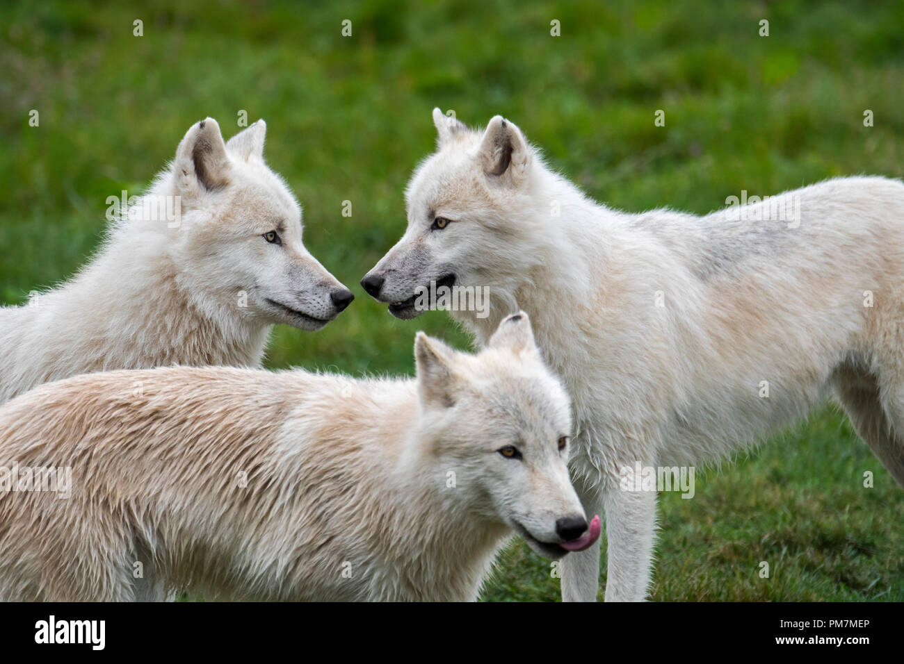 Chiudere fino a tre lupi artico / bianco lupi / Polar lupo (Canis lupus arctos) wolf pack, nativo per il Canada Foto Stock