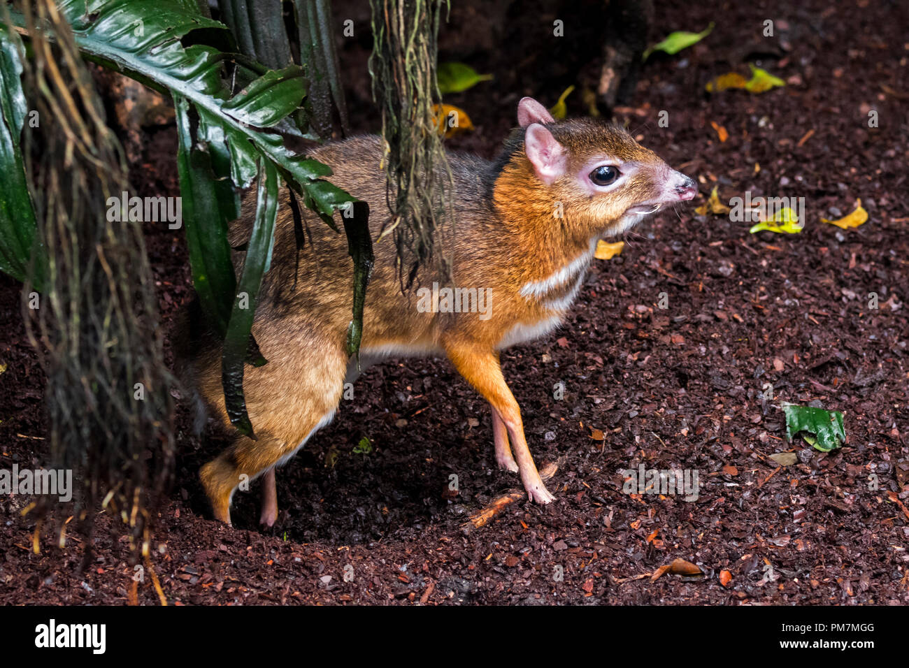 Lesser mouse-cervi / kanchil / minore chevrotain Malay (Tragulus kanchil) più piccoli mammiferi ungulati che mostra allungata denti canini, sud-est asiatico Foto Stock