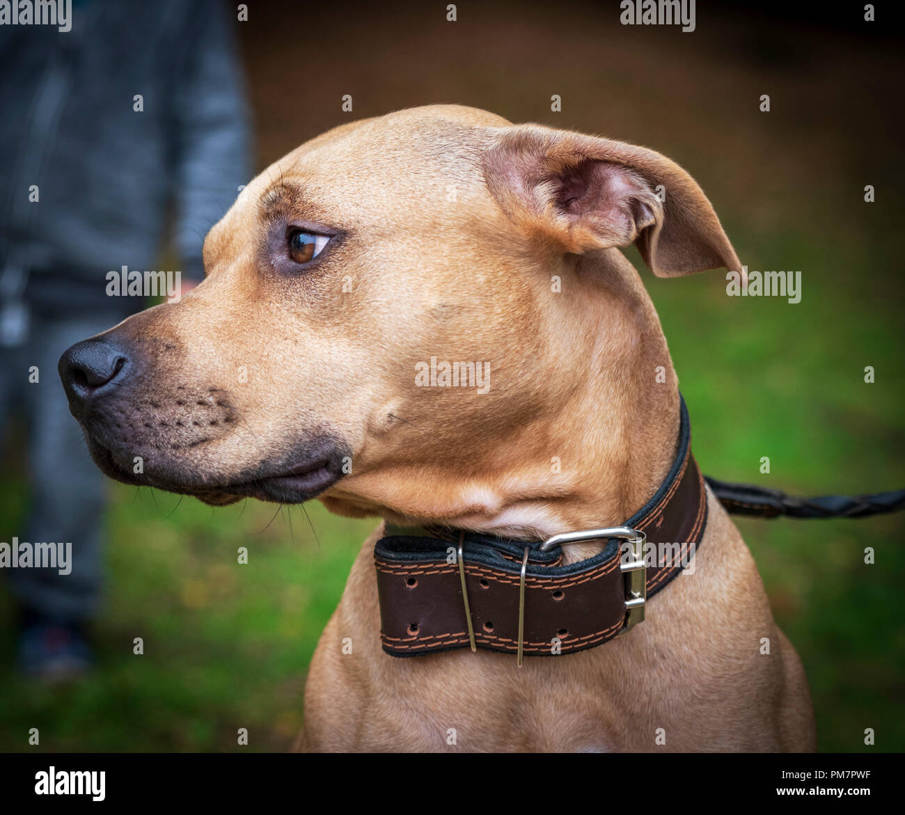 Profilo brown American pit bull terrier, close up Foto Stock